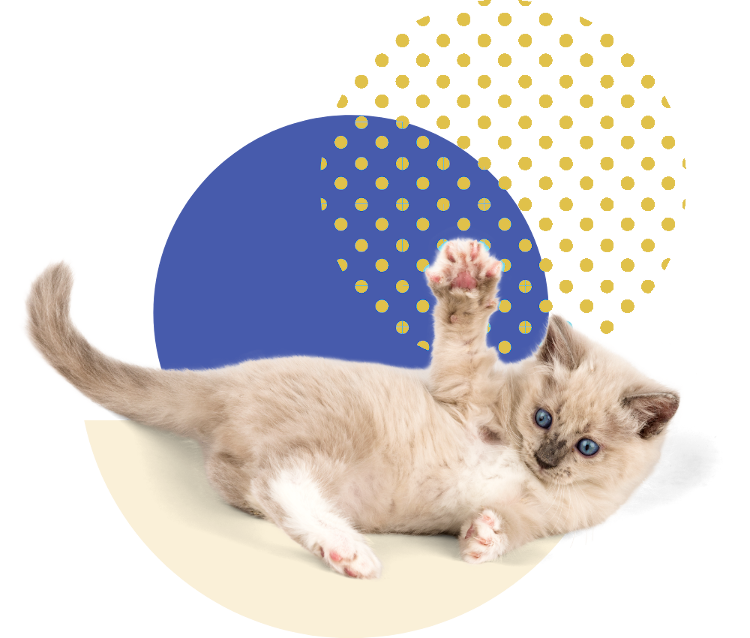 A kitten is laying on its back with its paw up in the air.