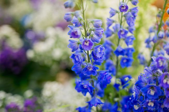 Blue and purple wildflowers in a garden, with blossoms filling the foreground and blurred blooms behind