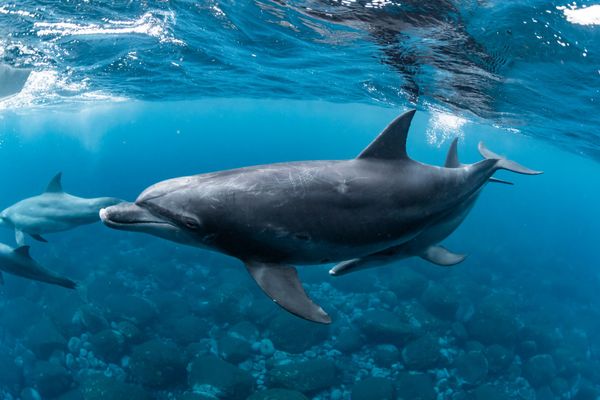 delfino