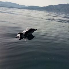 Dolphin tour