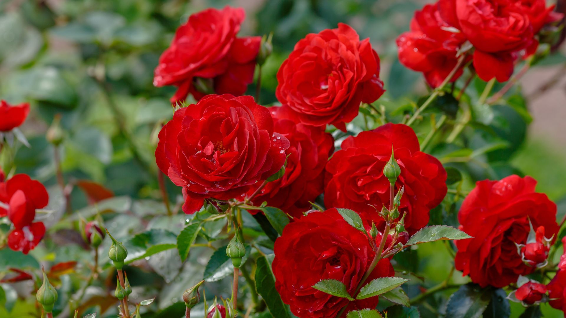 Blooming red roses with green leaves in a garden