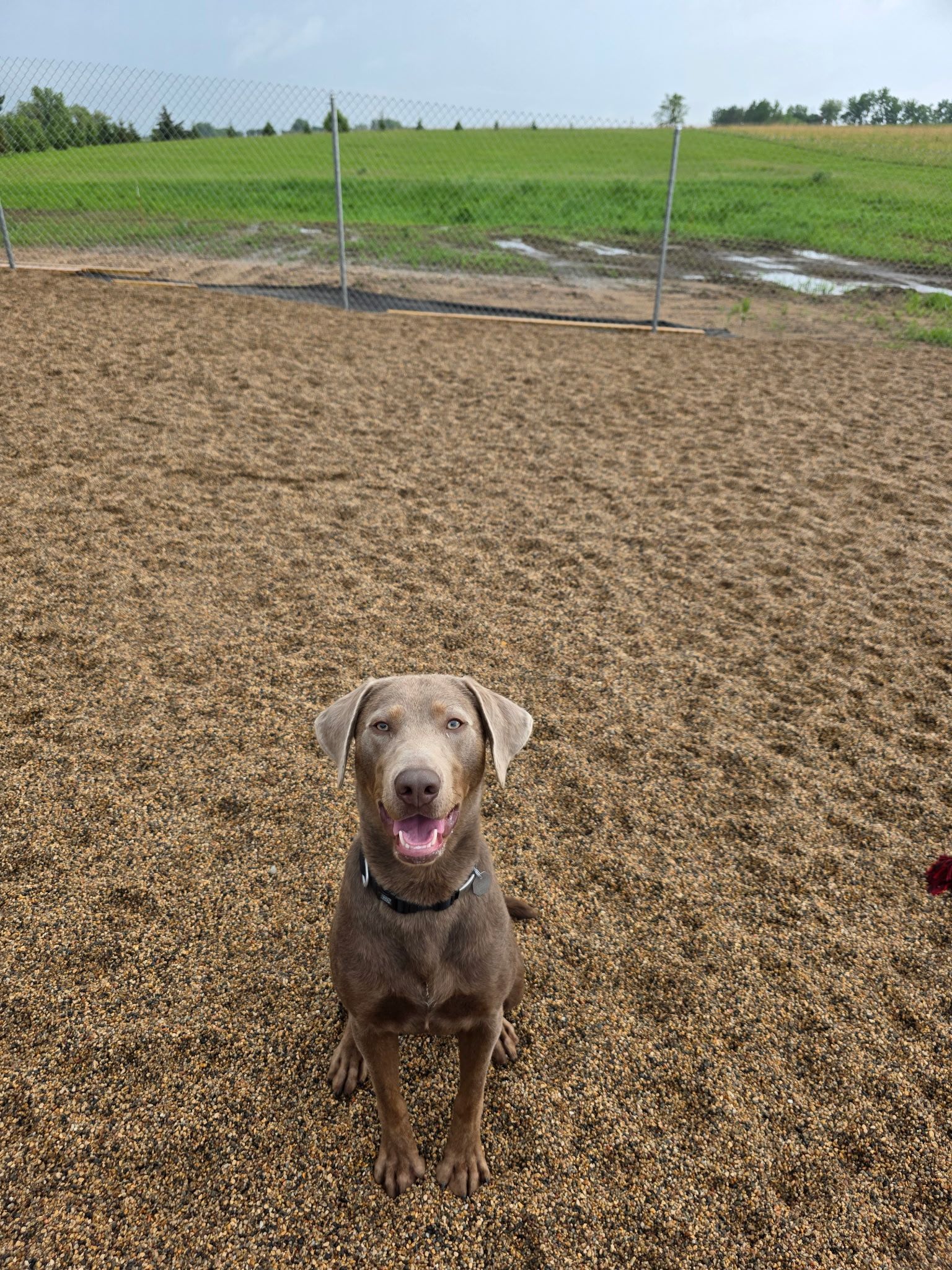 Dog sitting in a dog park, brown fur, looking at the camera, mouth open, green field and fence in background.