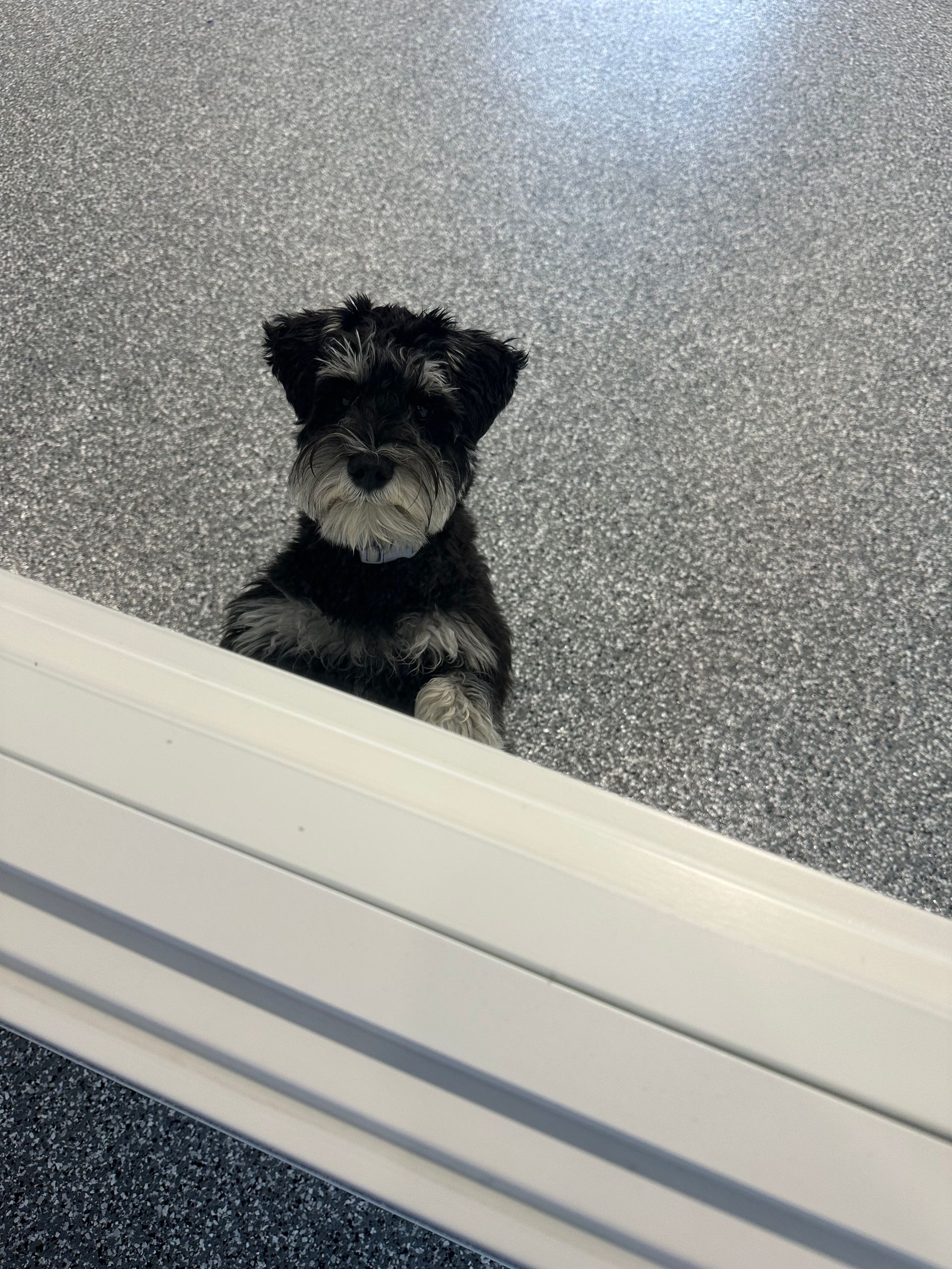 Small black and gray schnauzer puppy peeking over a white ledge, looking up at the camera.