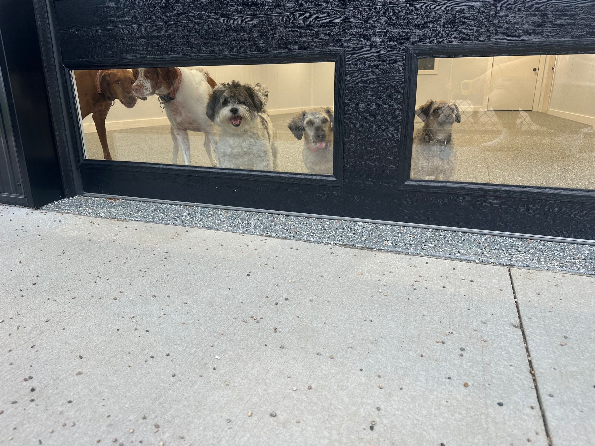 Dogs looking through a glass window; some are smiling, inside a gray room.