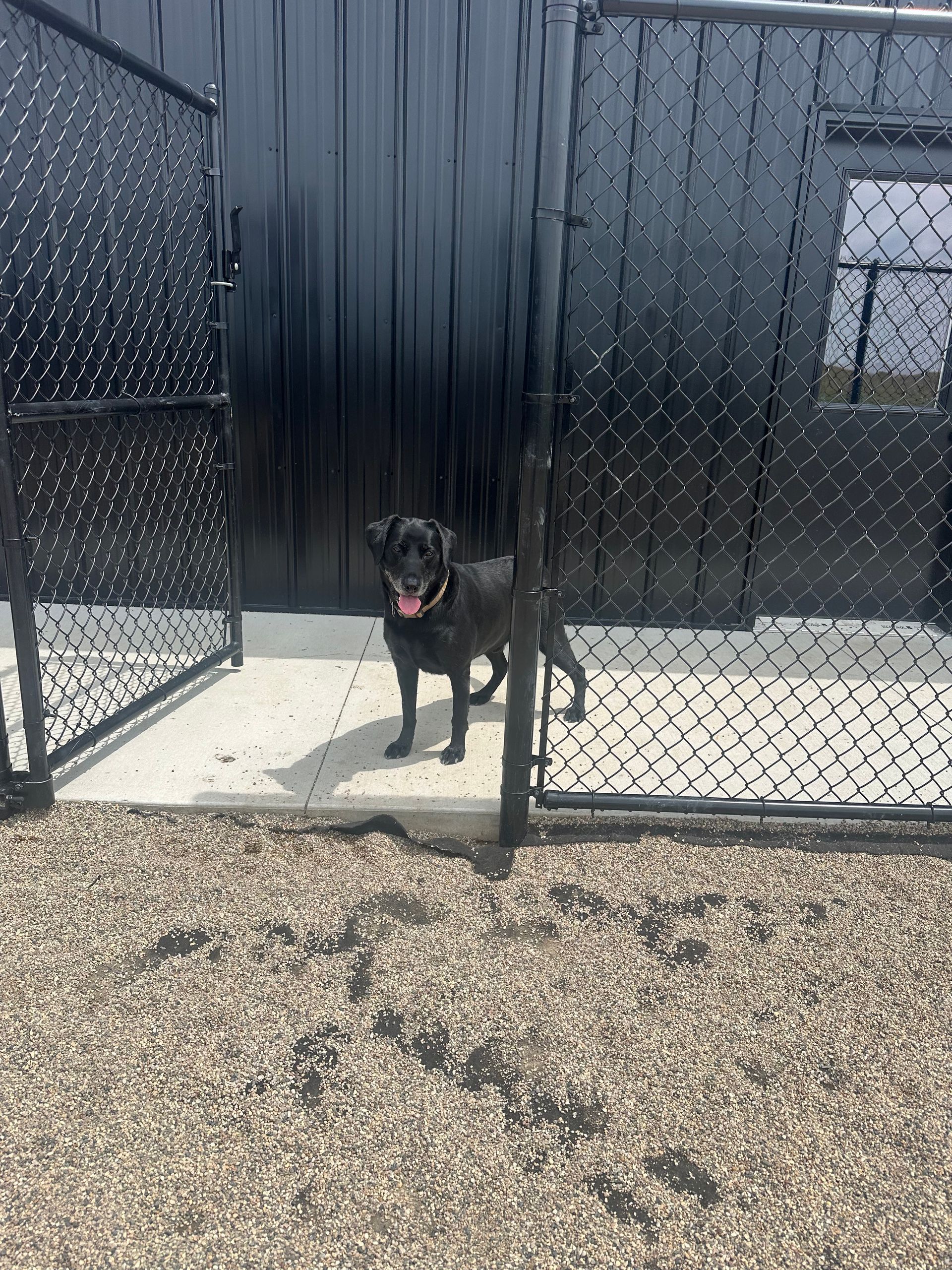 Black dog standing in a fenced enclosure with an open gate, gravel ground.