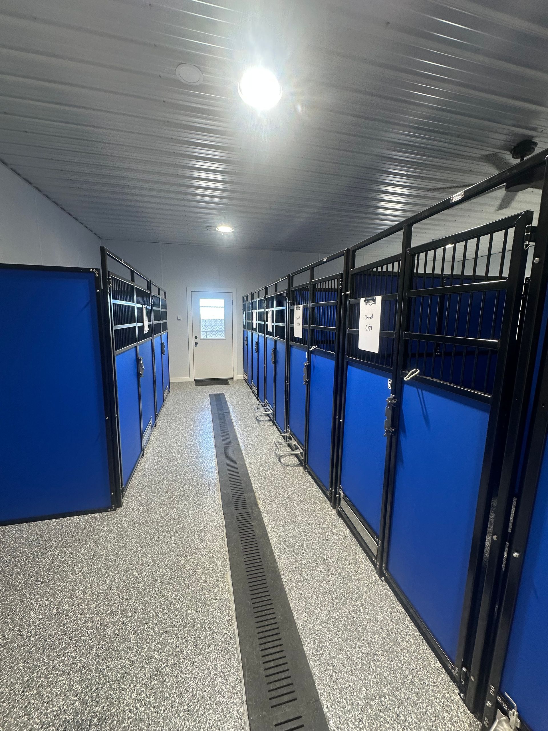 Interior view of a row of dog kennels with blue walls and black metal frames, in a white-ceilinged room.