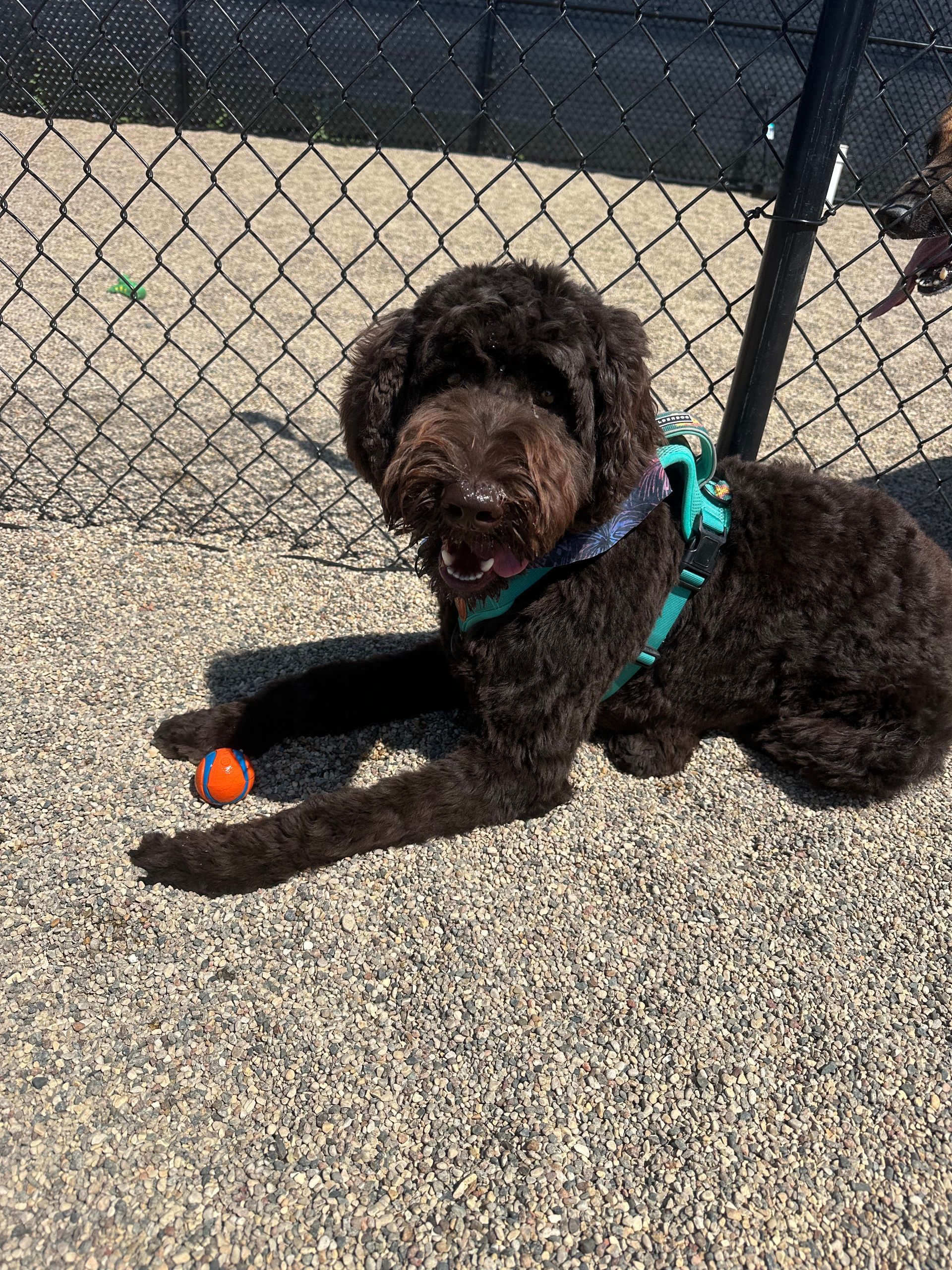 Brown dog wearing a teal harness, lying on pebbled ground, with an orange ball nearby.