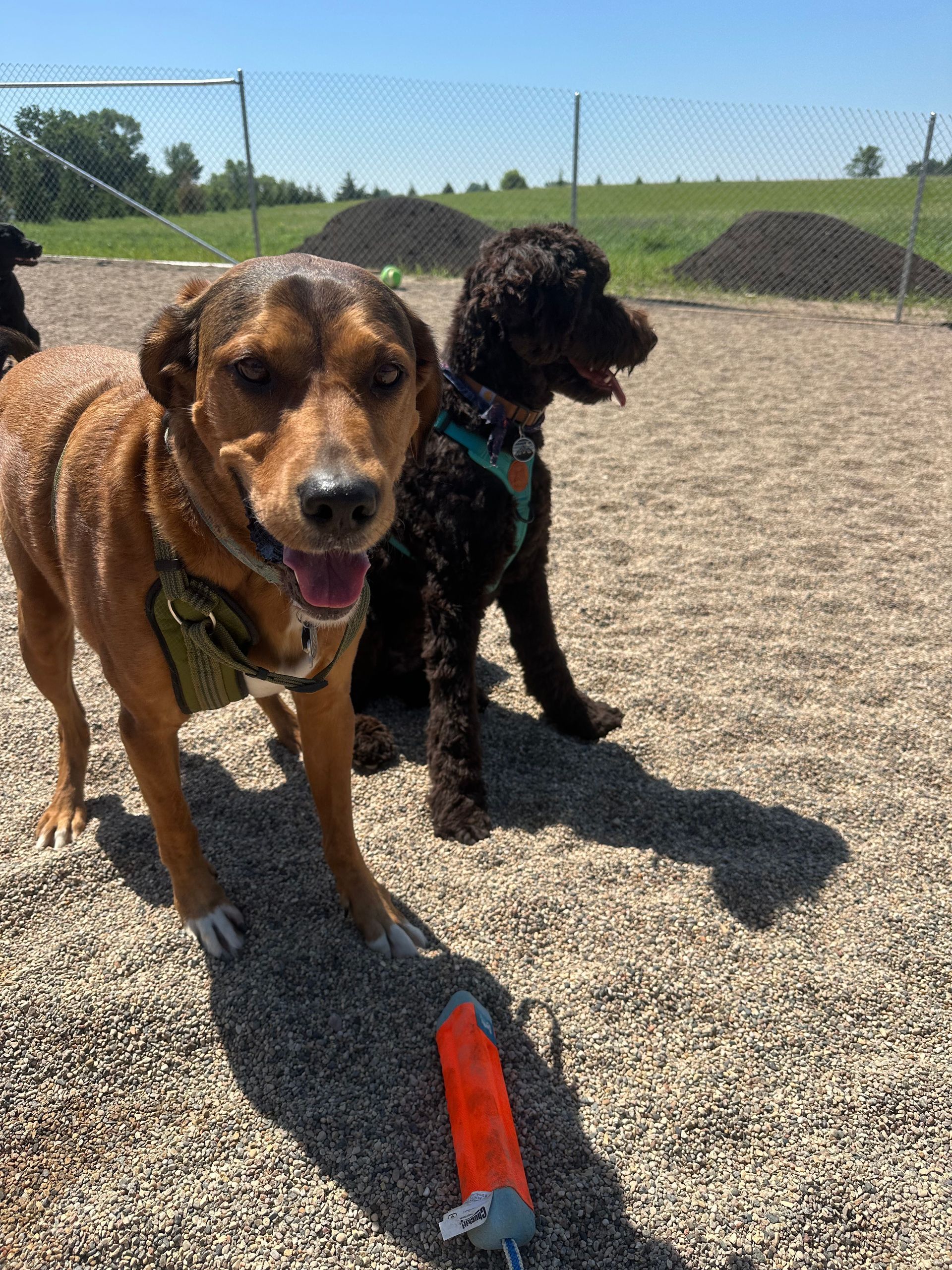 Two dogs at a dog park: a brown dog looking at the camera, a black dog sitting. Gravel ground, sunny day.