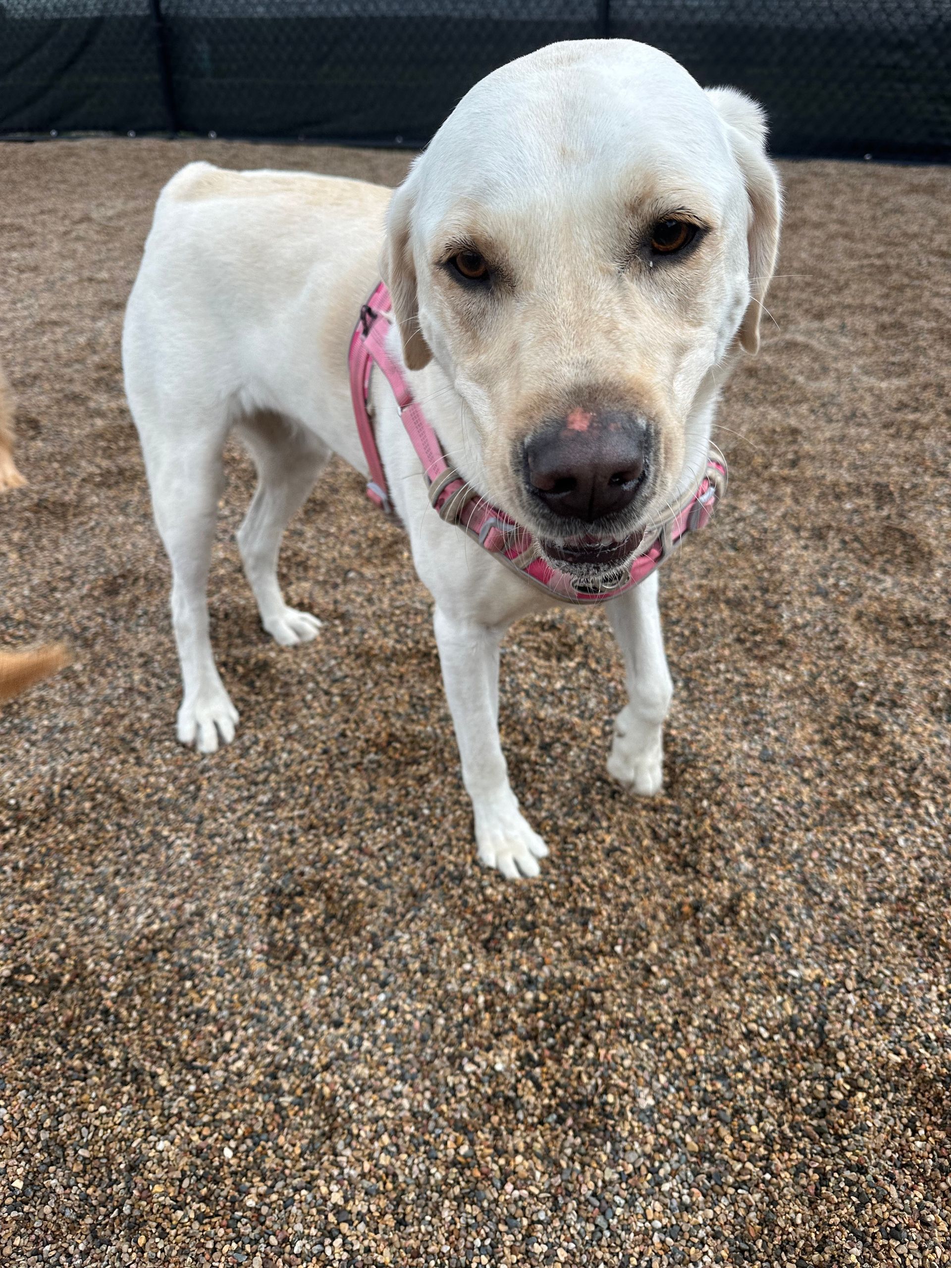 Yellow Labrador wearing a pink harness stands on gravel, looking at the viewer.