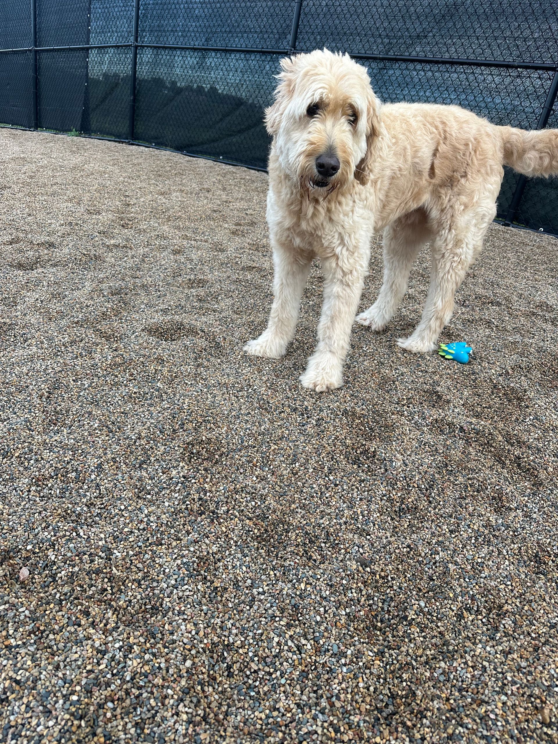 Golden doodle dog standing on a gravel surface, looking at the camera.