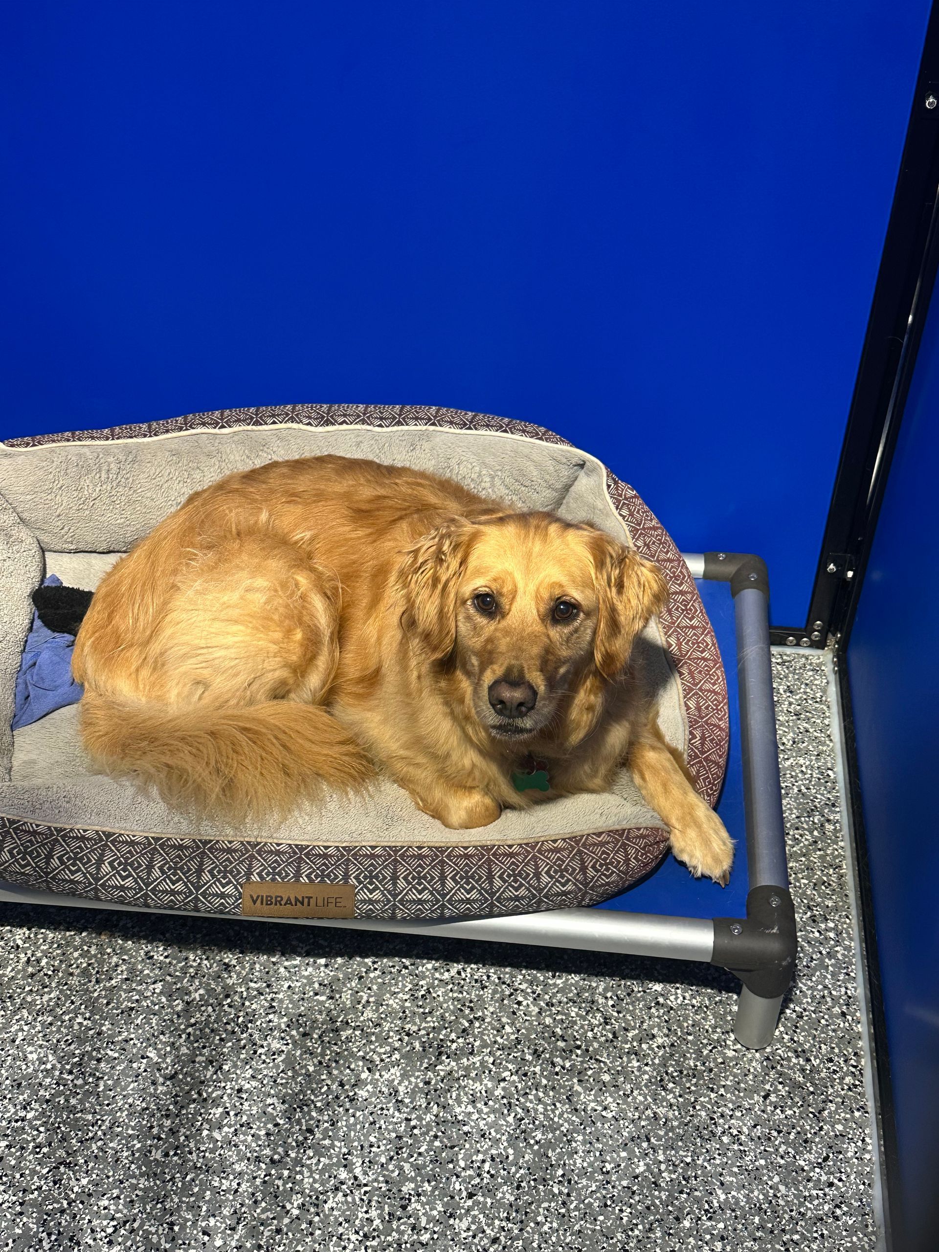 Dog with brown fur resting in a bed, blue backdrop.