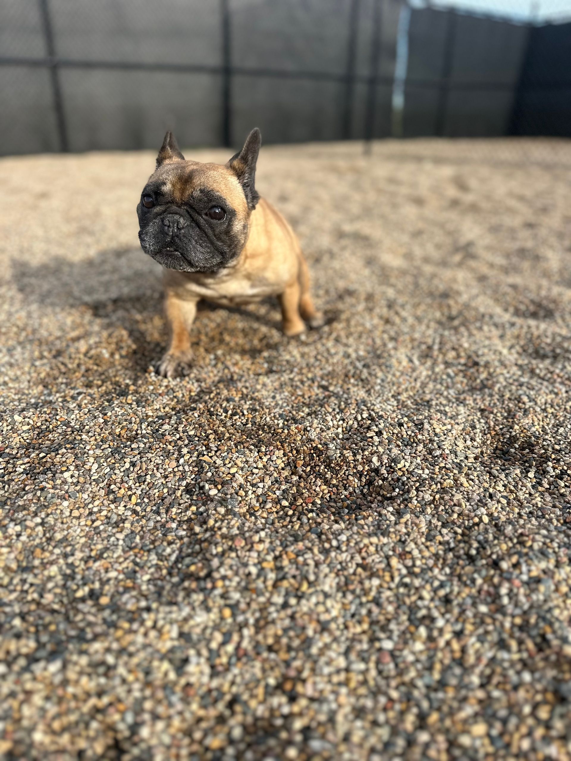 Tan French Bulldog standing in a pebble-covered outdoor area.