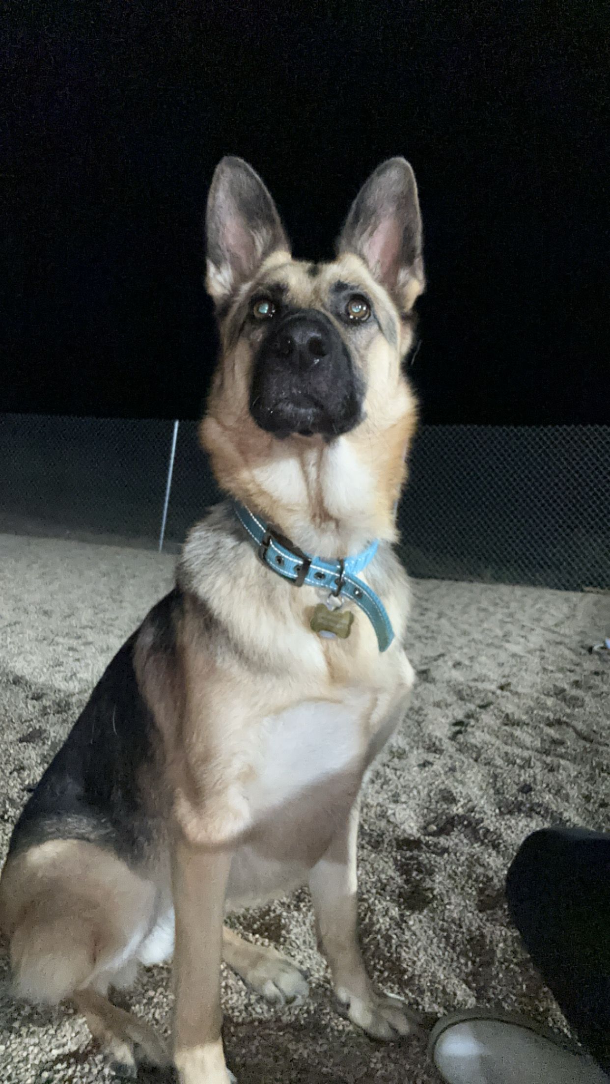 German Shepherd dog with tan and black fur, wearing a blue collar, sitting at night.
