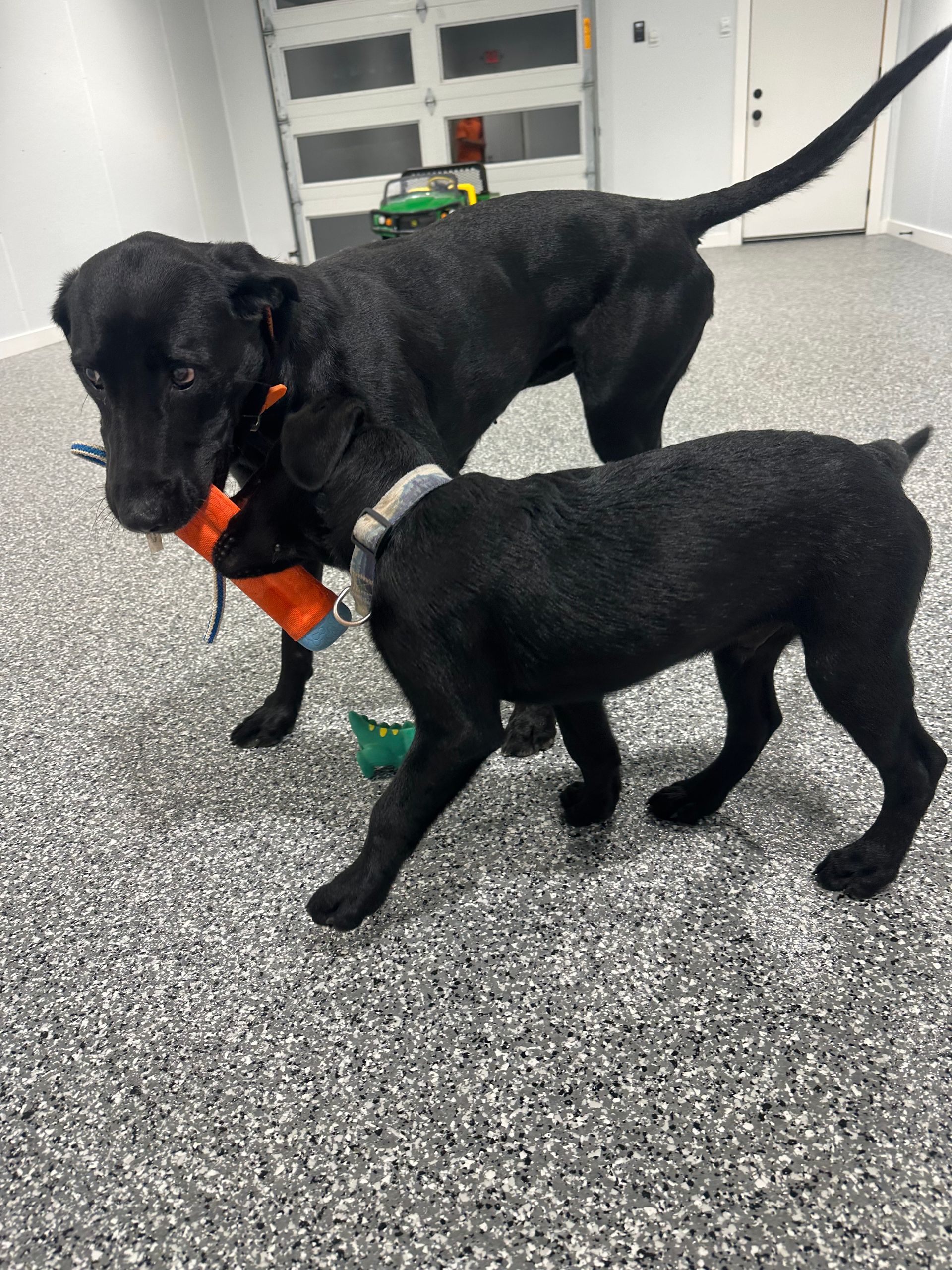 Two black dogs play in a room with a patterned floor. One holds a toy, the other jumps near.