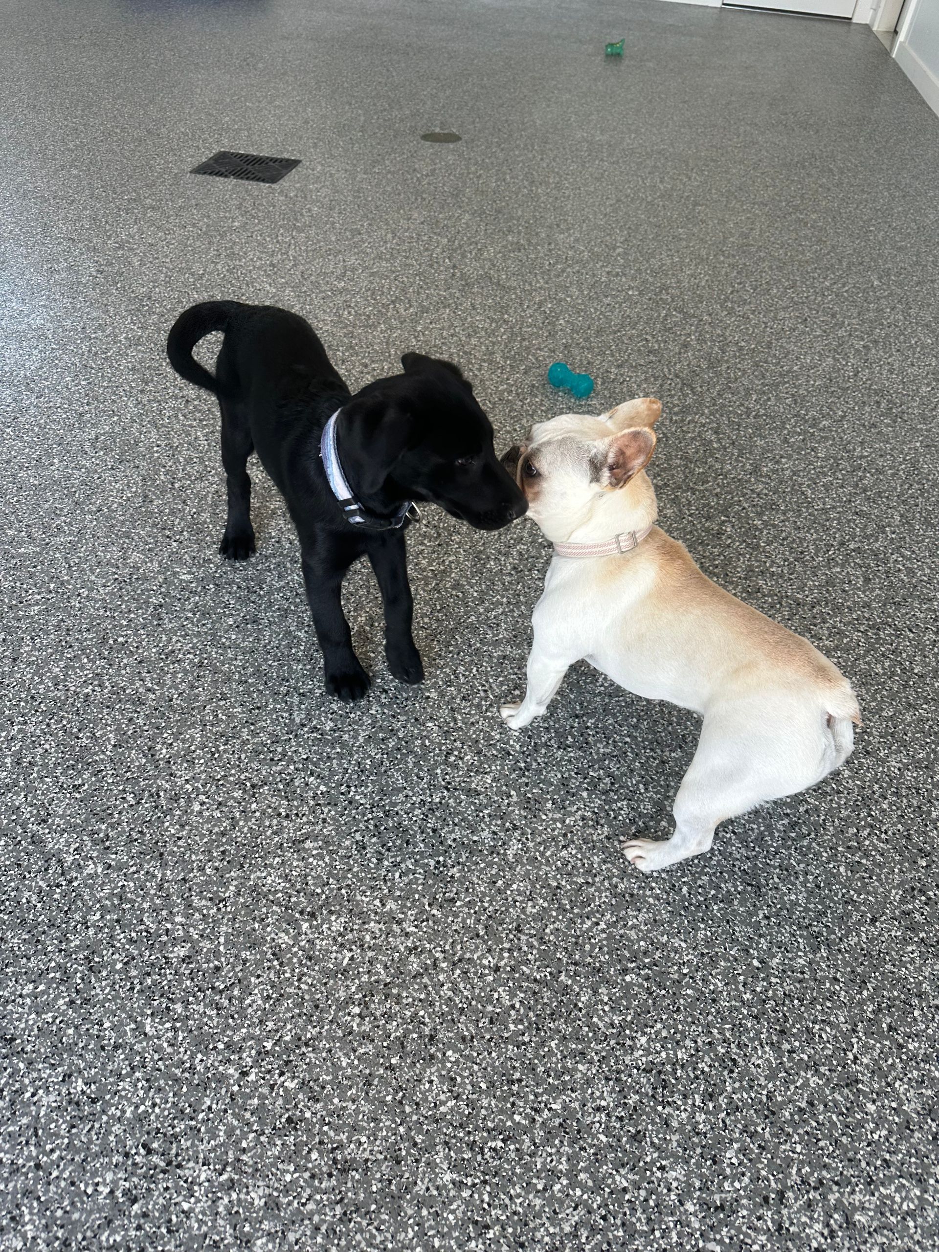 Two dogs, black and cream, sniffing each other nose-to-nose on a speckled grey surface.