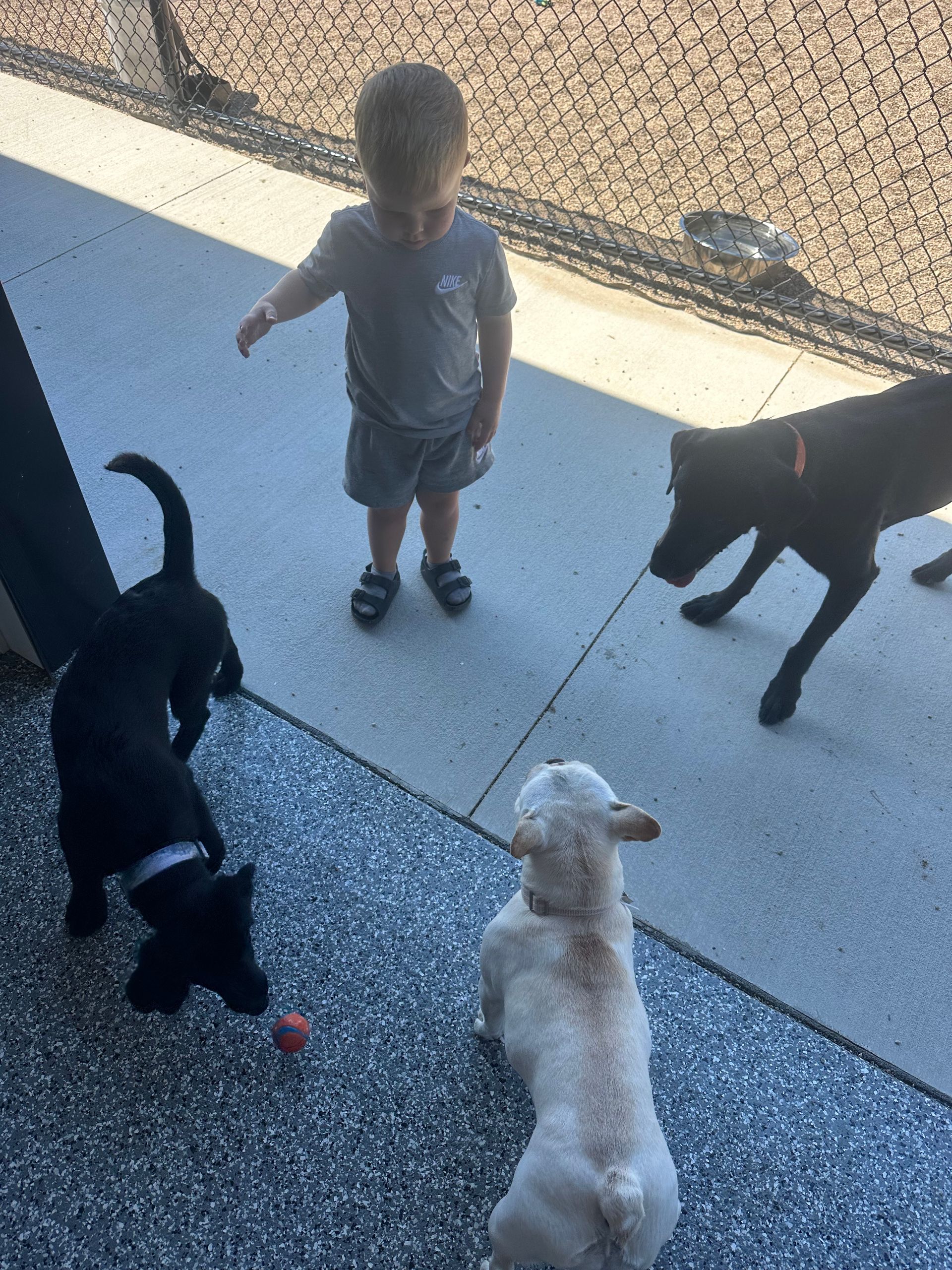 Child standing with three dogs on a textured patio; one dog is retrieving a ball.