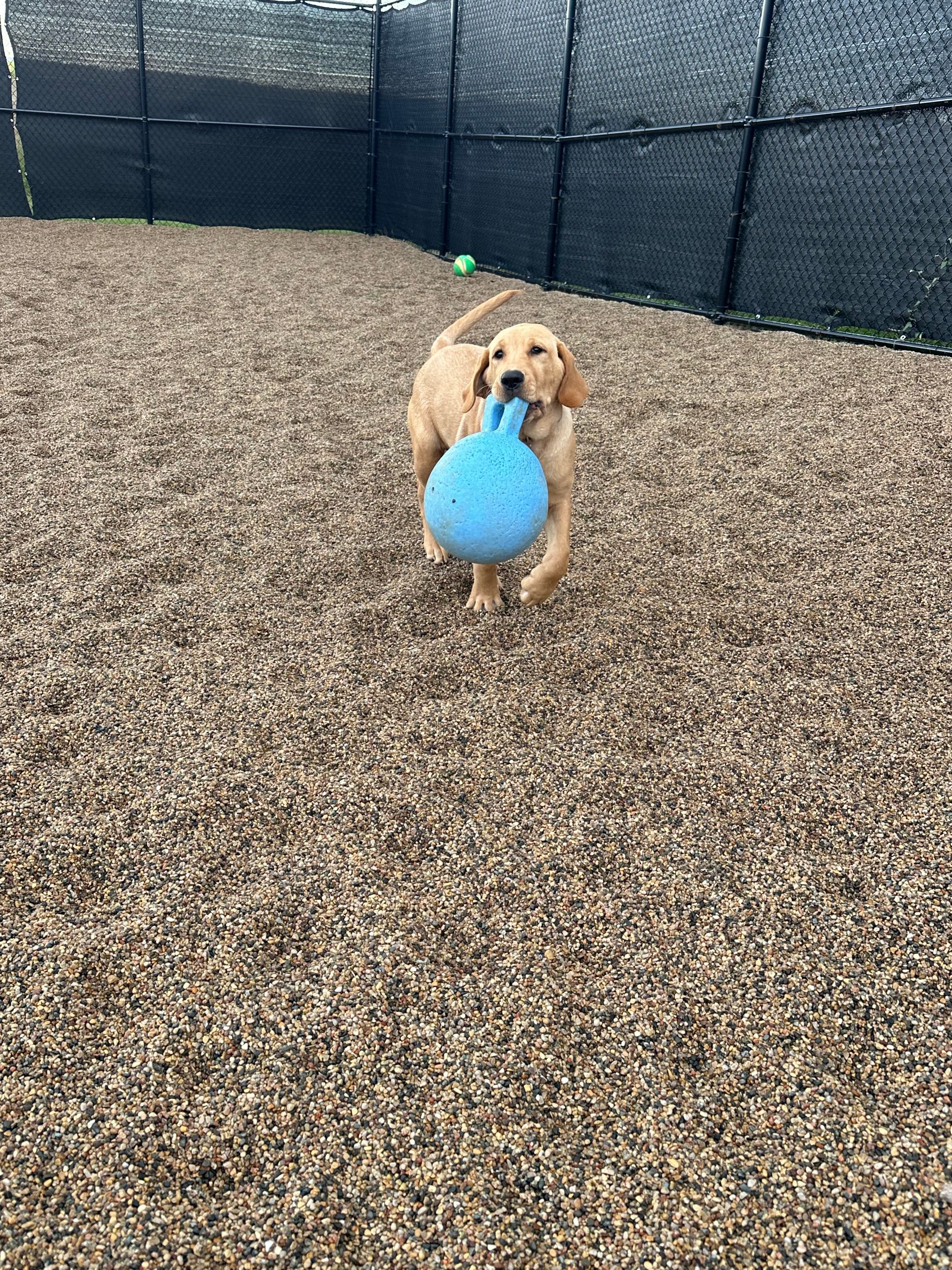 Golden retriever puppy running with a blue toy in a fenced play area covered in brown mulch.