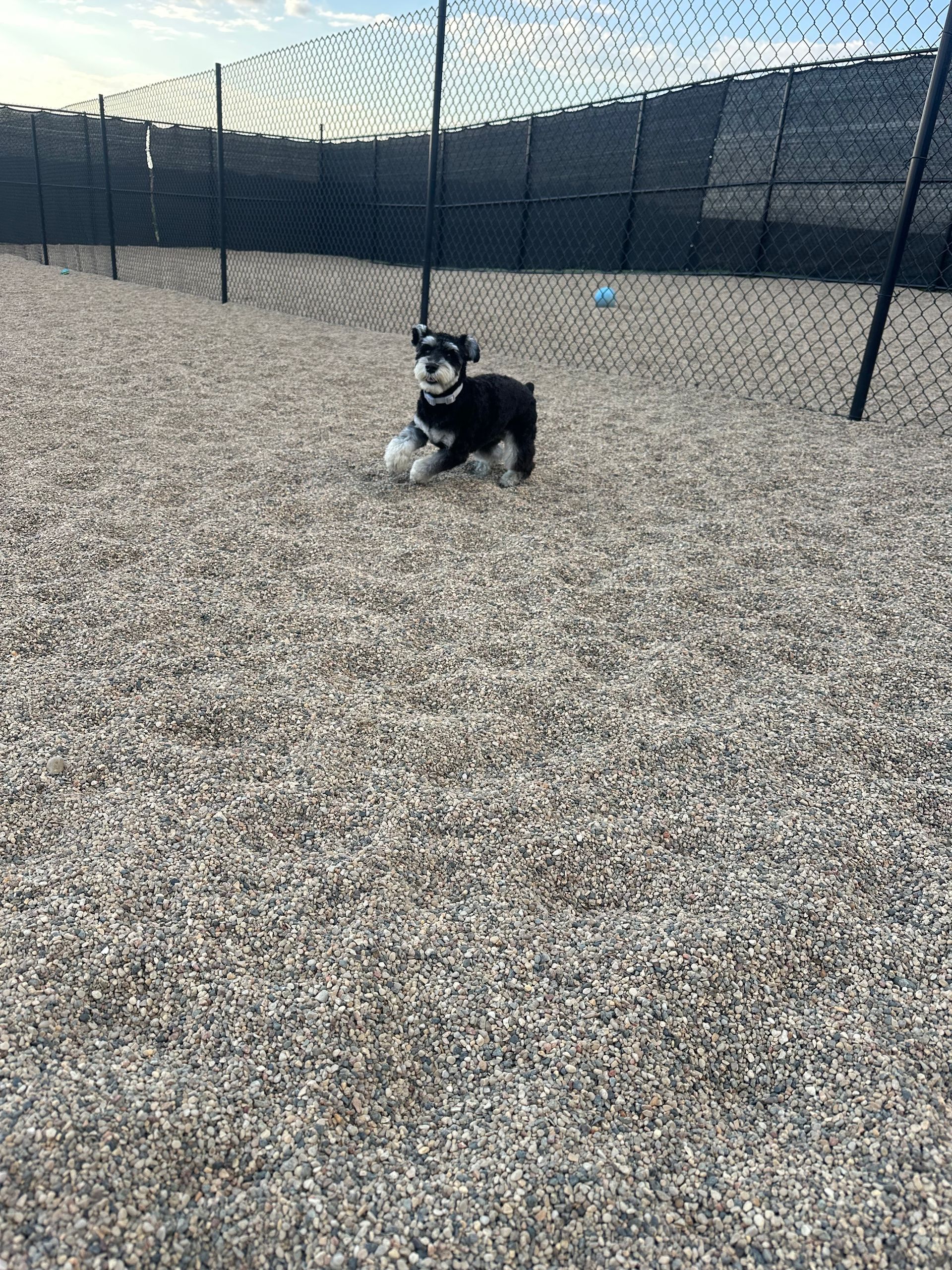 Dog running in a fenced area, carrying a ball. Black and white schnauzer on gravel, near a black fence.