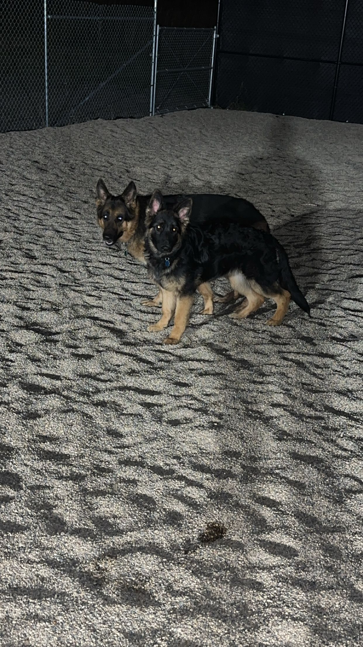 Two German Shepherd dogs standing on gray surface. One looks at the camera, the other to the left.