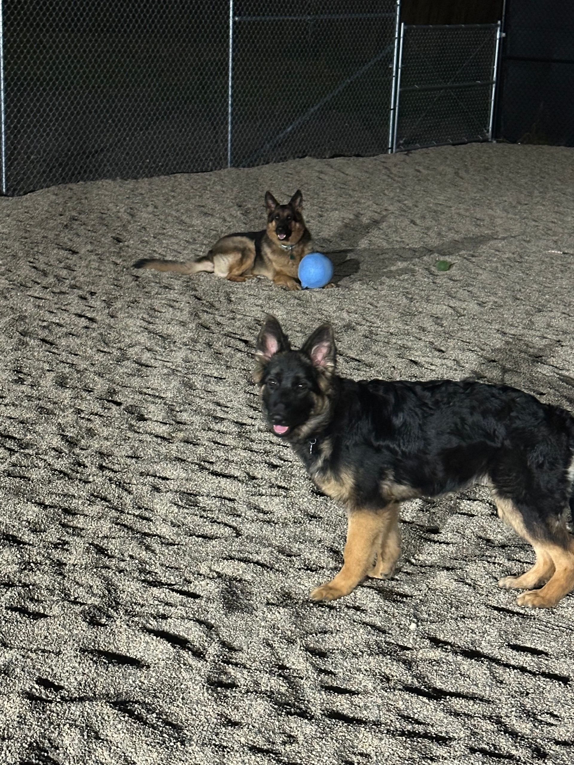 Two German Shepherd dogs in an outdoor pen; one lying down with a blue ball, one standing.