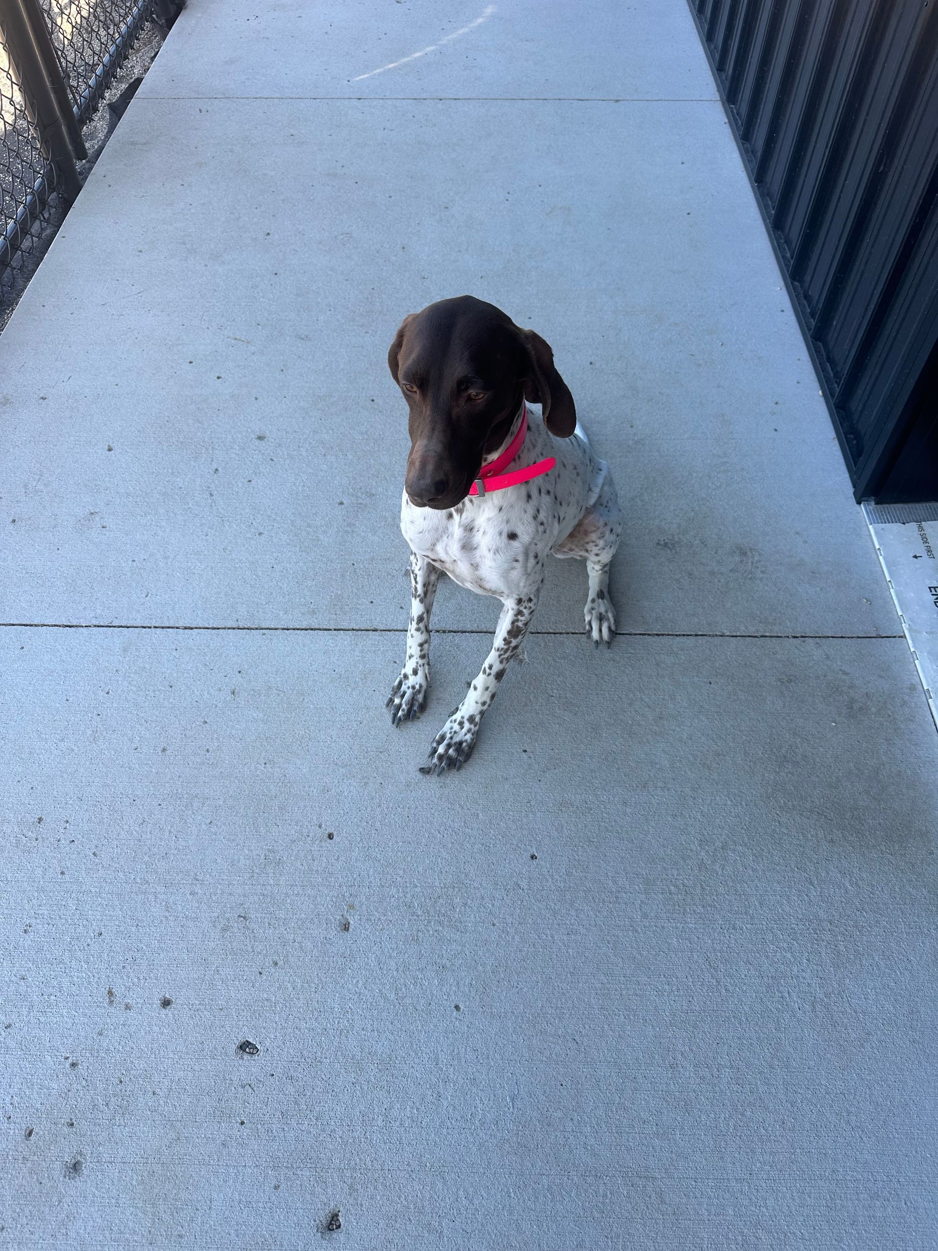 Brown and white spotted dog with a pink collar sits on a gray concrete walkway.
