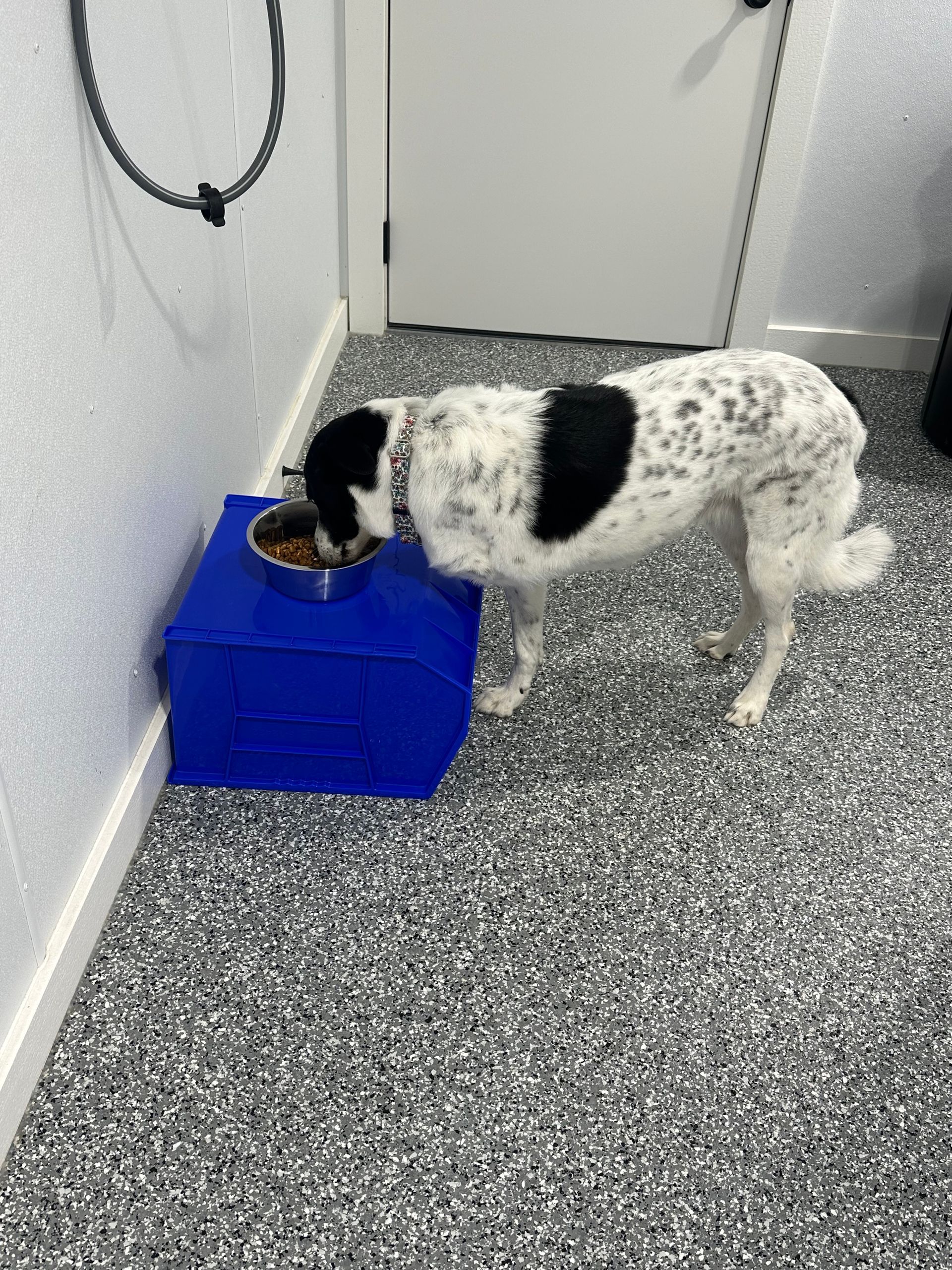 Dog with black patch eating from a bowl on a blue stand in a room with a speckled floor.