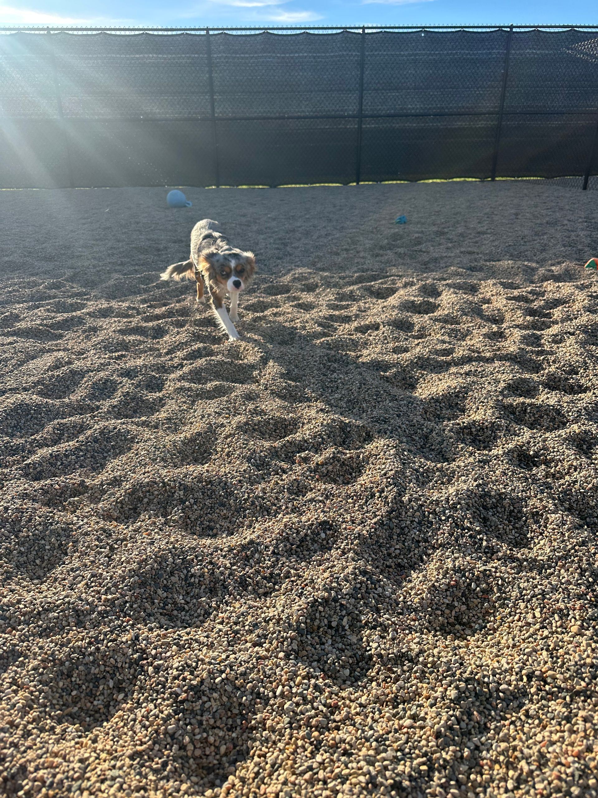 Dog running on gravel in a fenced-in area with sunlight.