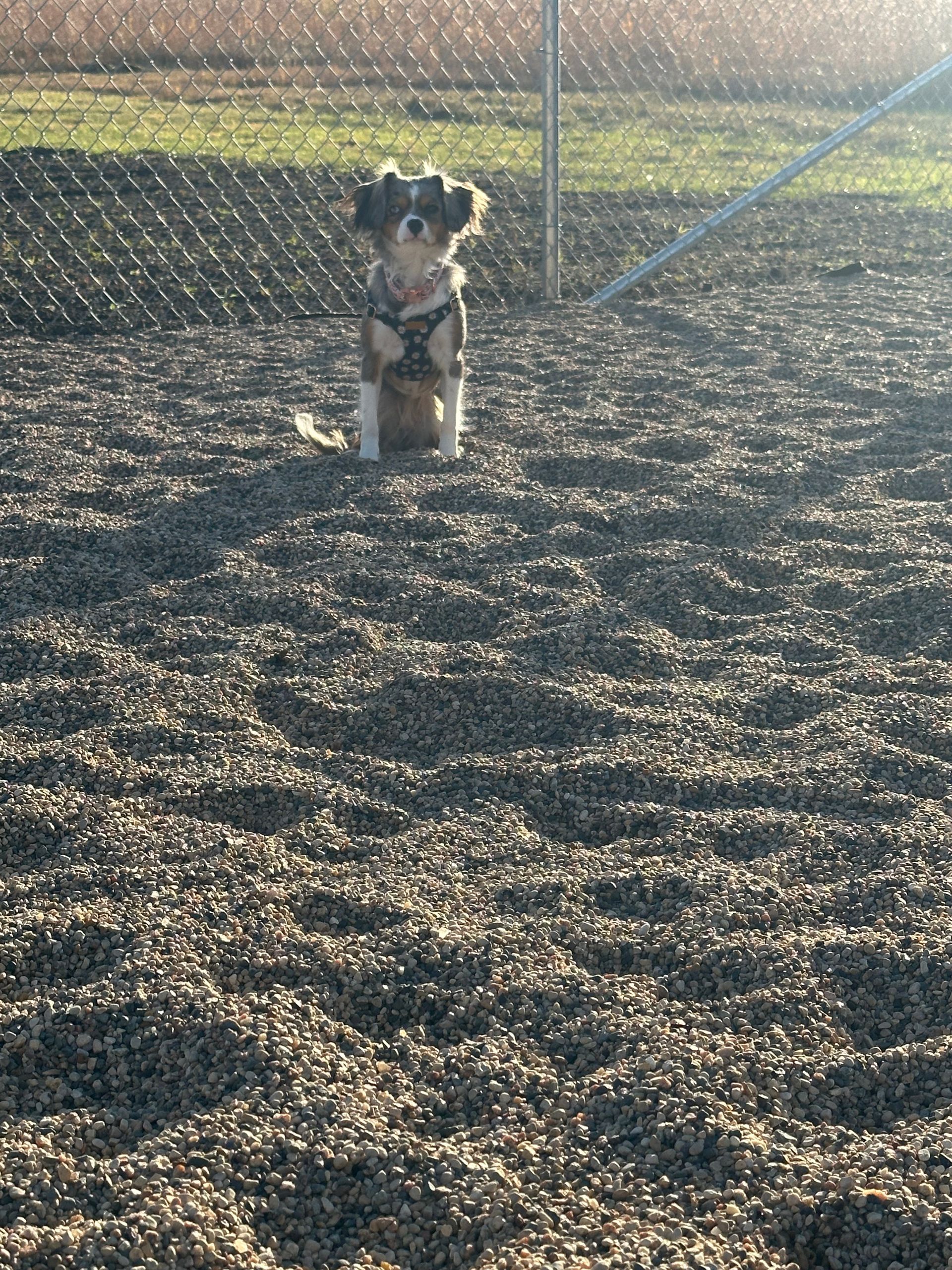 Dog sitting in a gravel area wearing a harness, with a chain-link fence in the background.