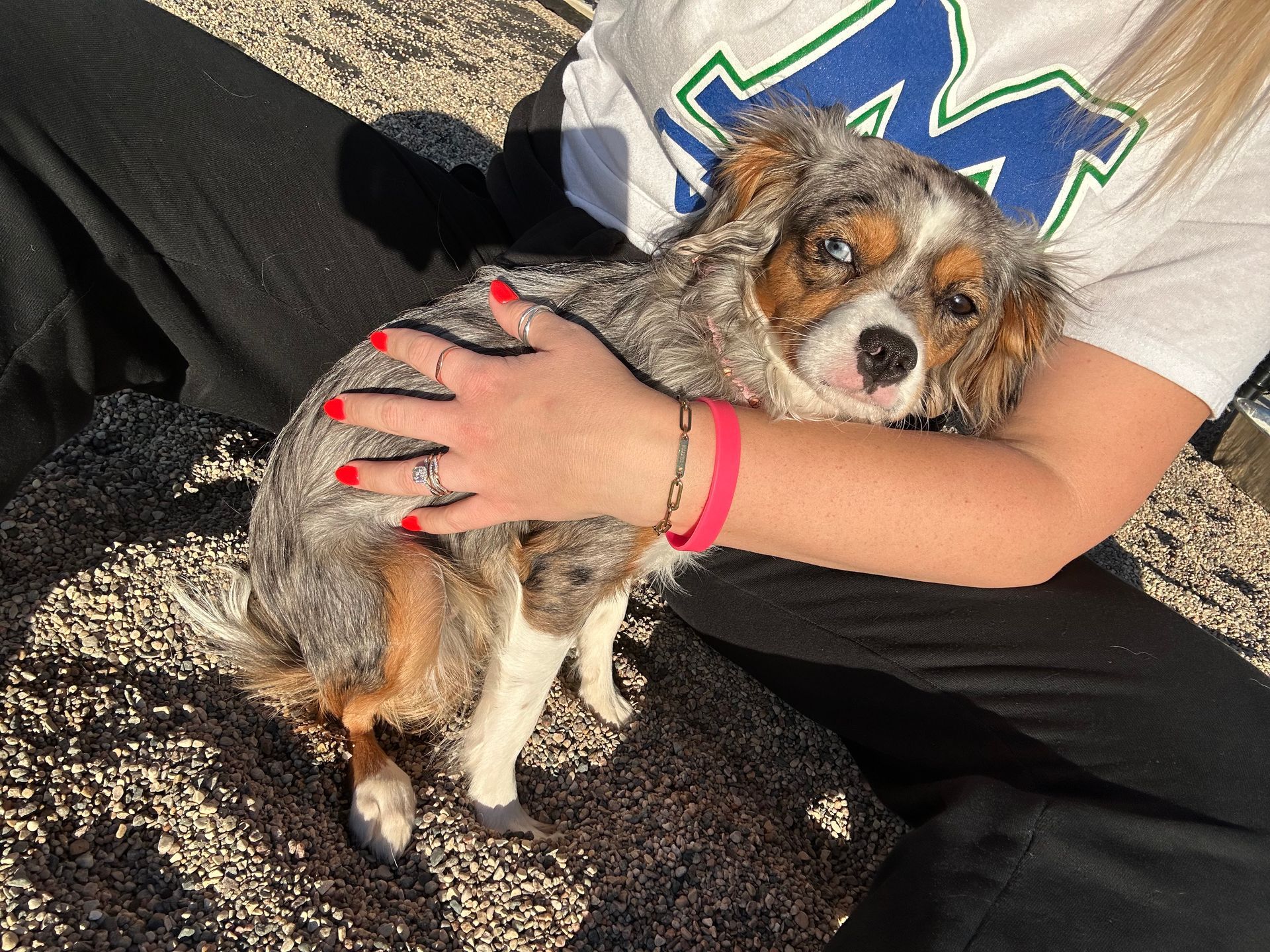 Dog in arms; person holding dog with red nails, pink bracelet. Blue merle fur, one blue eye.