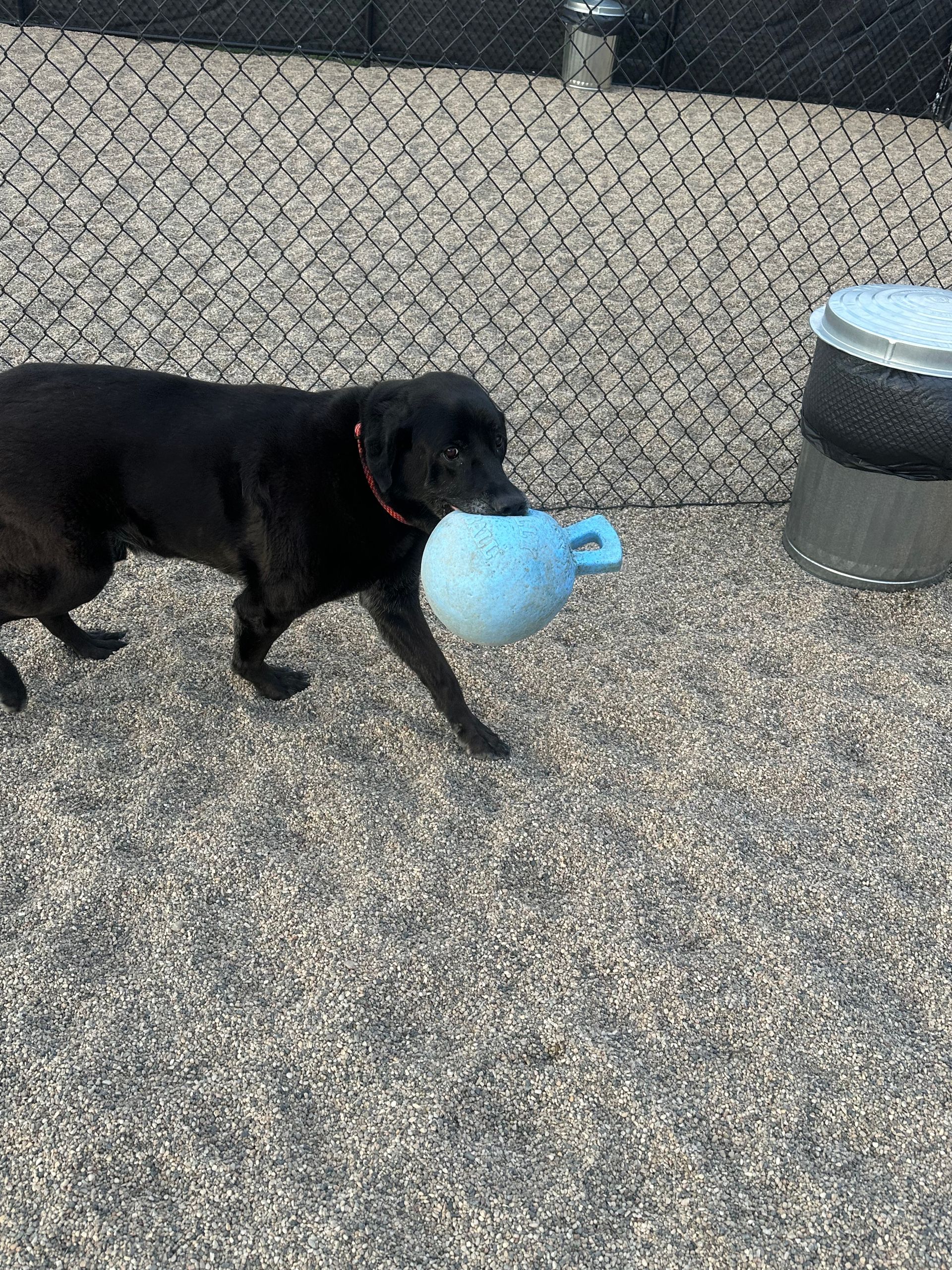 Black dog carrying a blue toy, walking in a gravel-covered dog park.