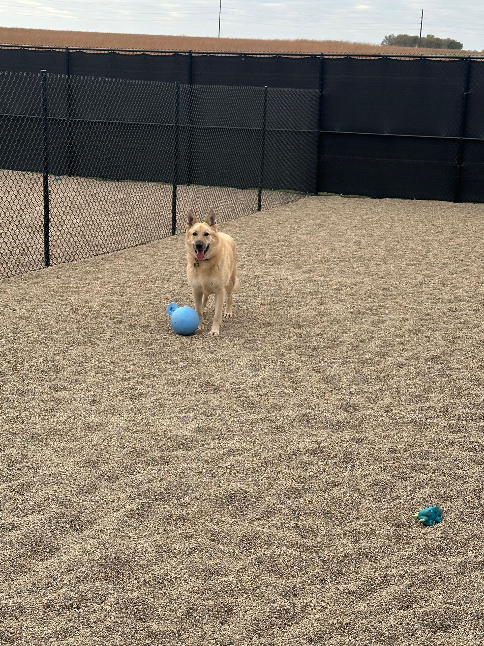 Dog with light brown fur stands near a blue ball in a gravel-covered fenced area.