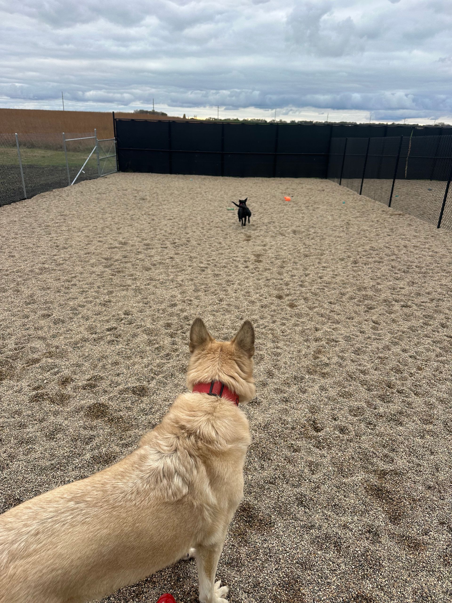 Dog watches another dog chase a ball in a gravel-filled, fenced dog park under a cloudy sky.