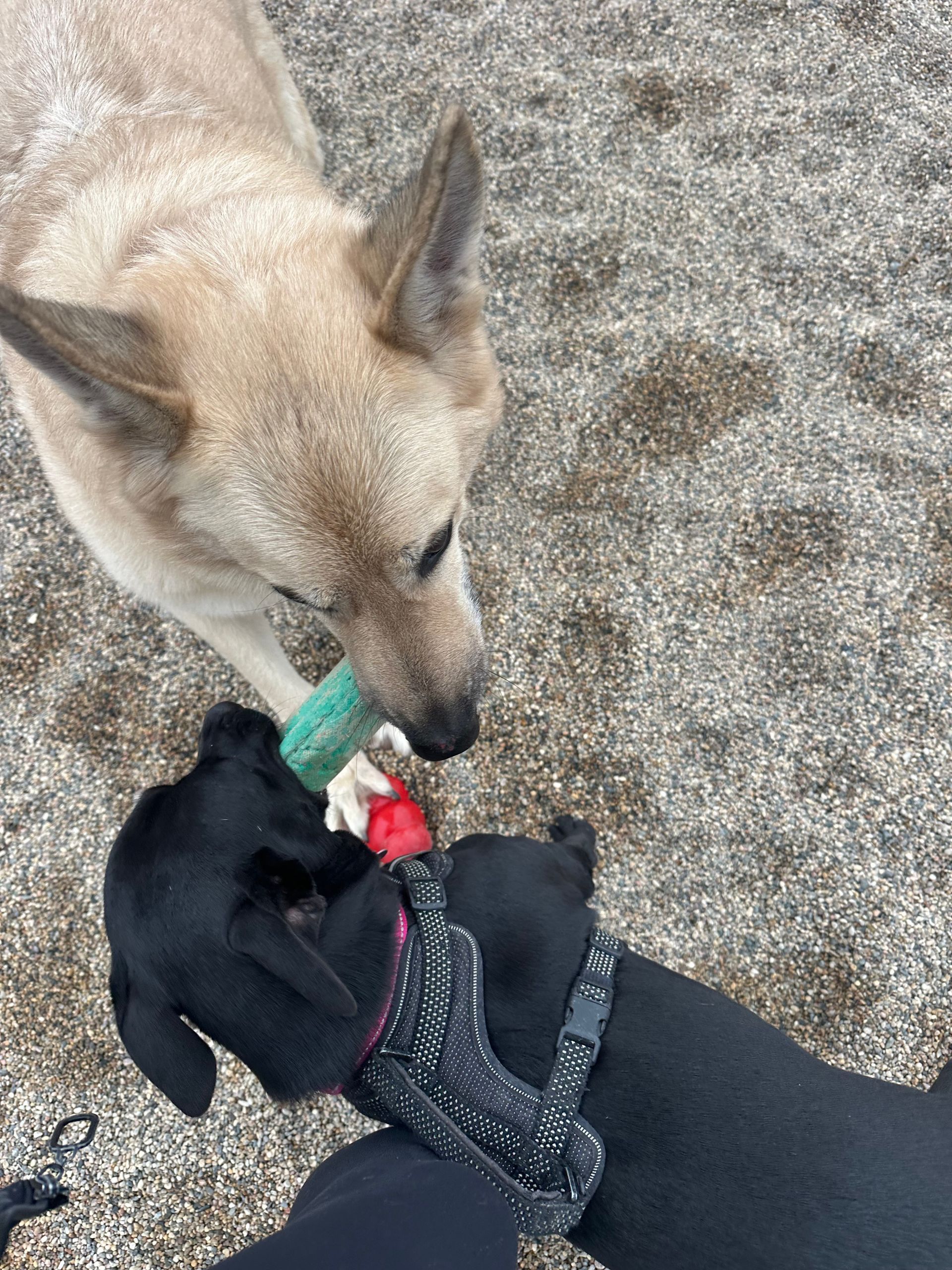 Two dogs playing tug-of-war with a toy, one tan, the other black, on a gravelly surface.
