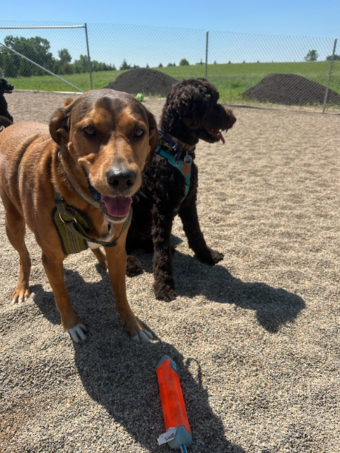  One brown dog stands, looking forward. The other, black, sits beside it, both under the sun.