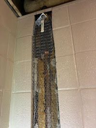 Large snake behind wire mesh in a corner, hanging vertically against beige tiled walls.