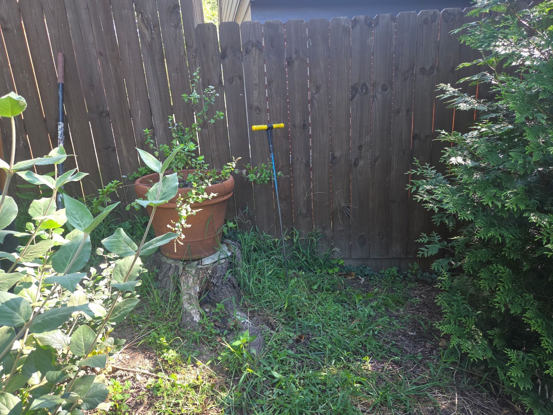 Small backyard with a wooden fence, potted plant, and greenery in sunlight.