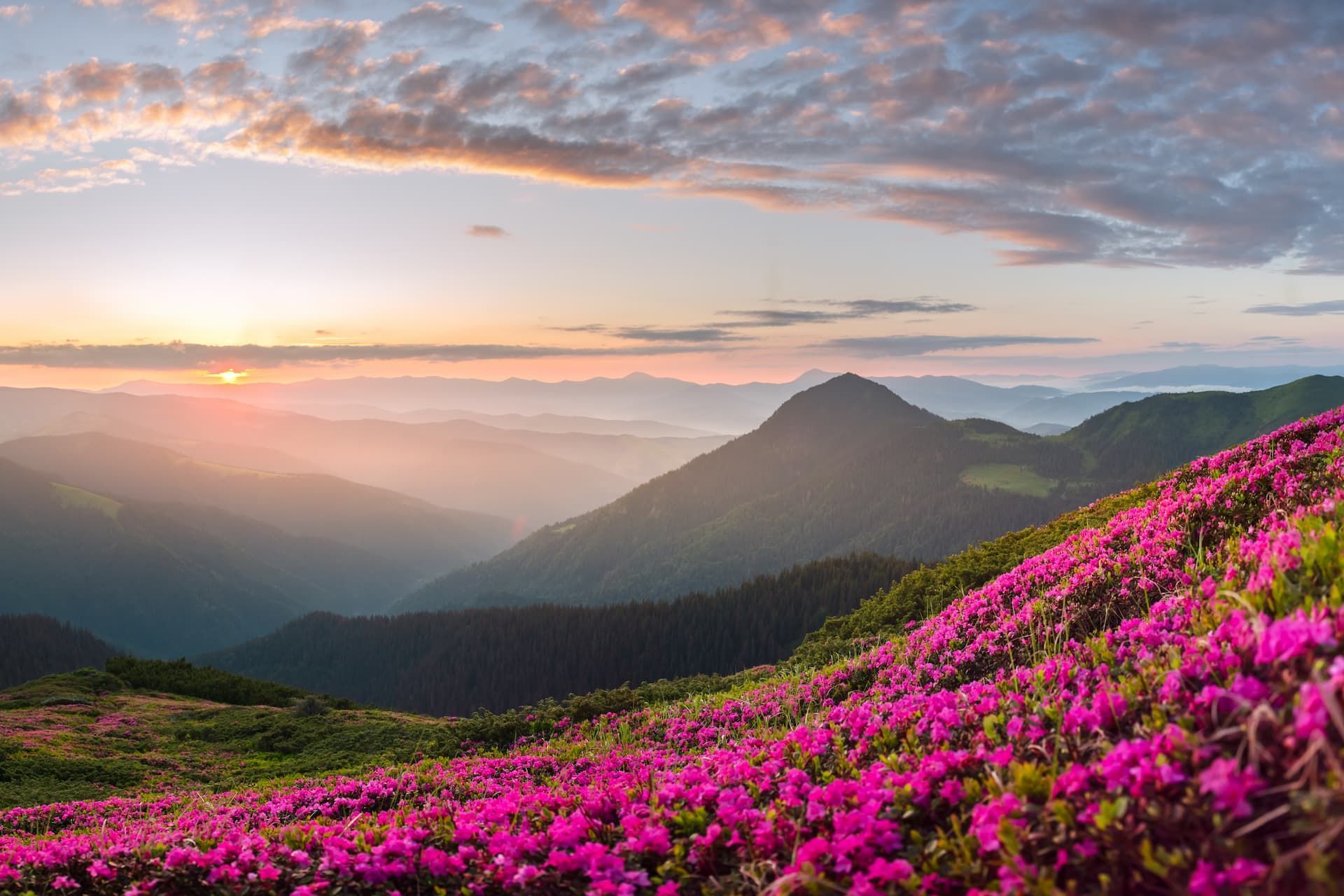 Pink flowers on a hillside, overlooking mountains and a sunset with a cloudy sky.