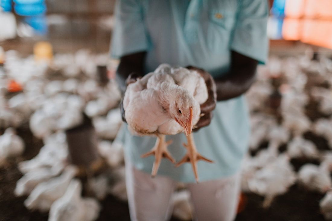Picture