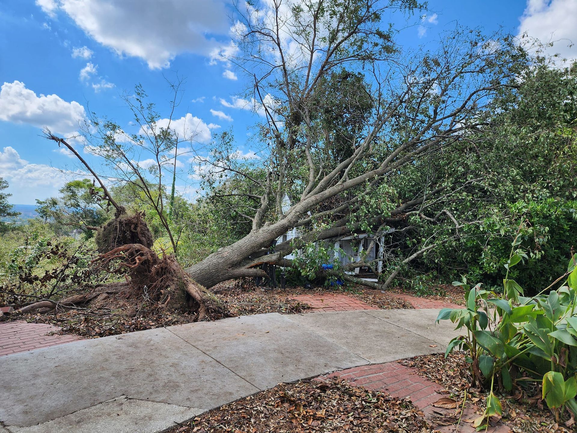 Fallen tree blocking a concrete path beside red dirt and greenery under a partly cloudy blue sky