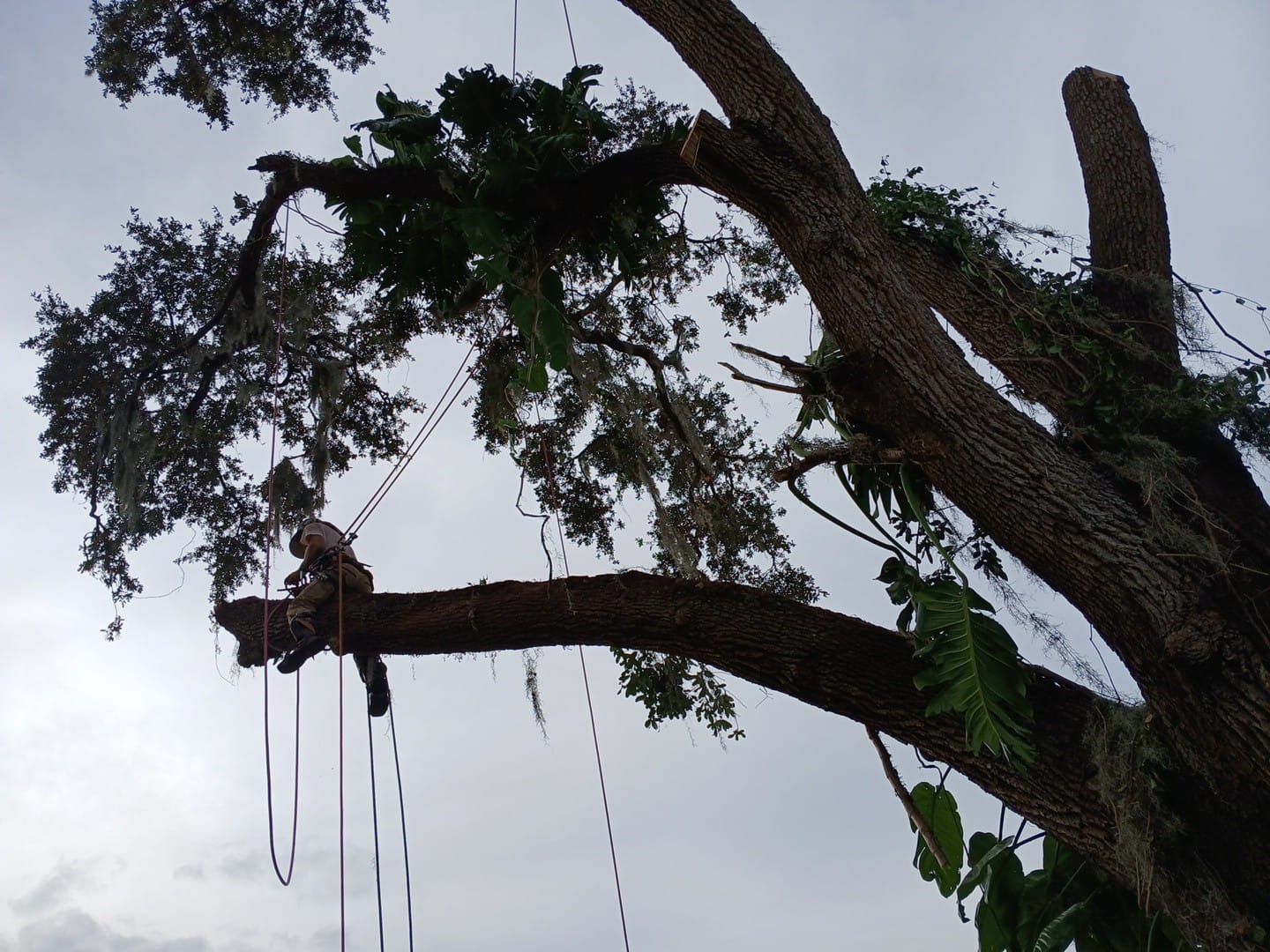 A tree branch with a person climbing it using ropes against a cloudy sky.