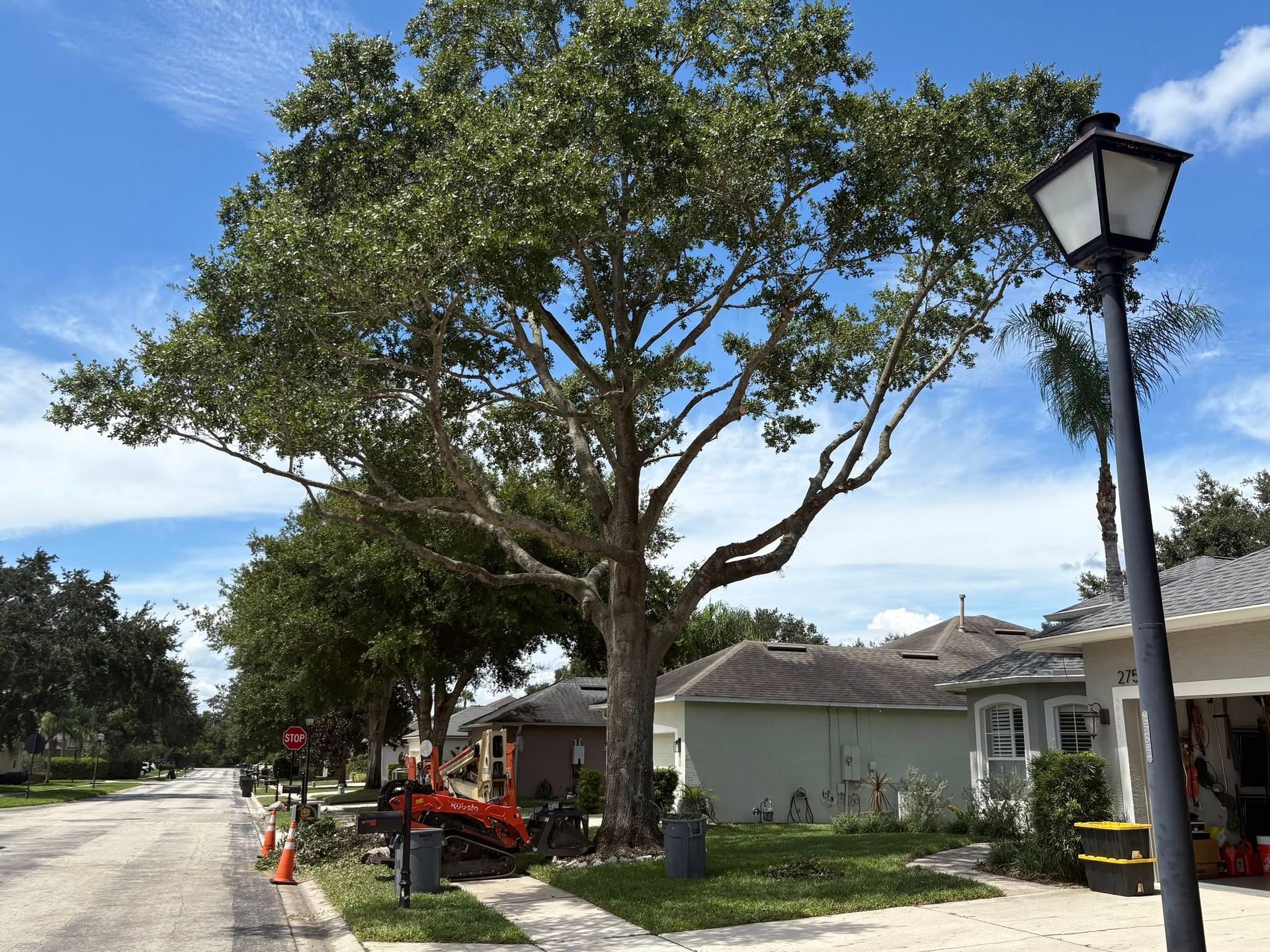 Large tree beside a suburban street, with houses, a sidewalk, and a lamppost under a blue sky.