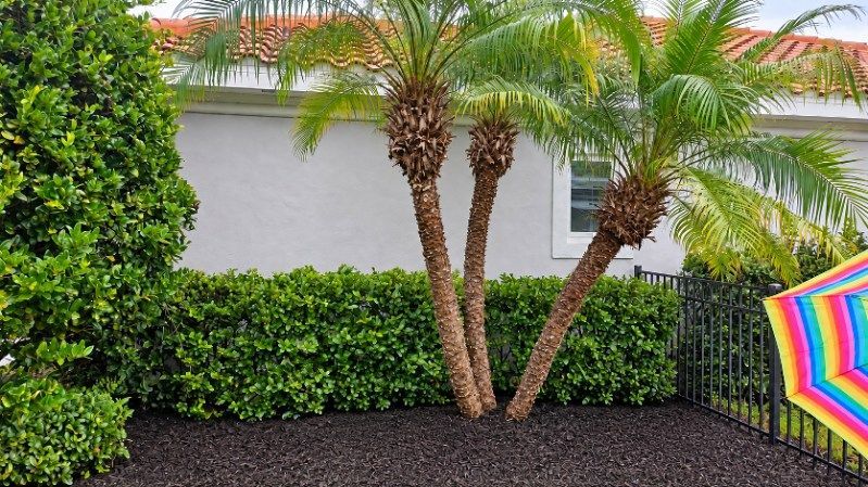 Landscaped yard with palm trees, green hedges, and a colorful striped umbrella beside a white house.