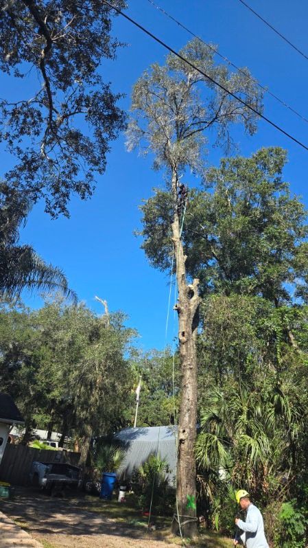 Tall tree beside a house under a clear blue sky, with a person standing near the bottom.