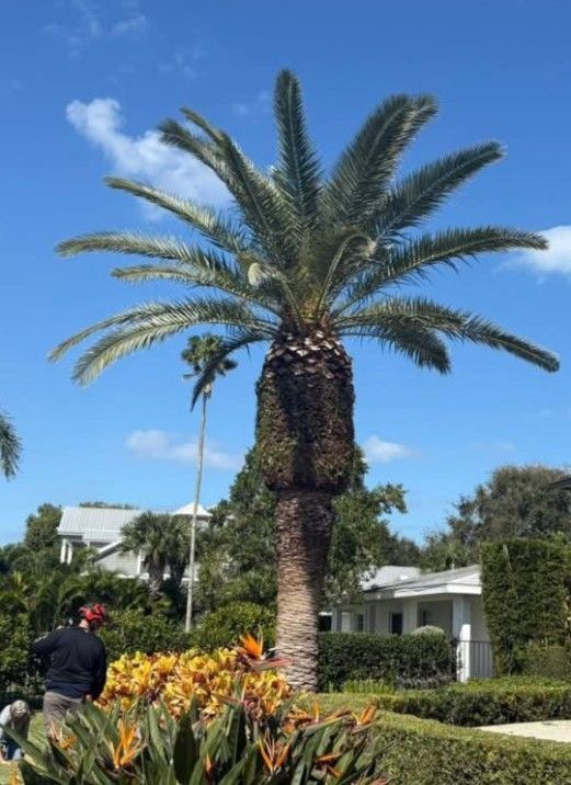 Tall palm tree in a sunny garden with orange flowers and a person standing nearby under a blue sky