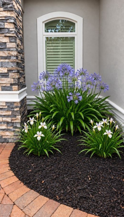 Purple flowering plants in a mulched garden bed beside a house window and stone wall