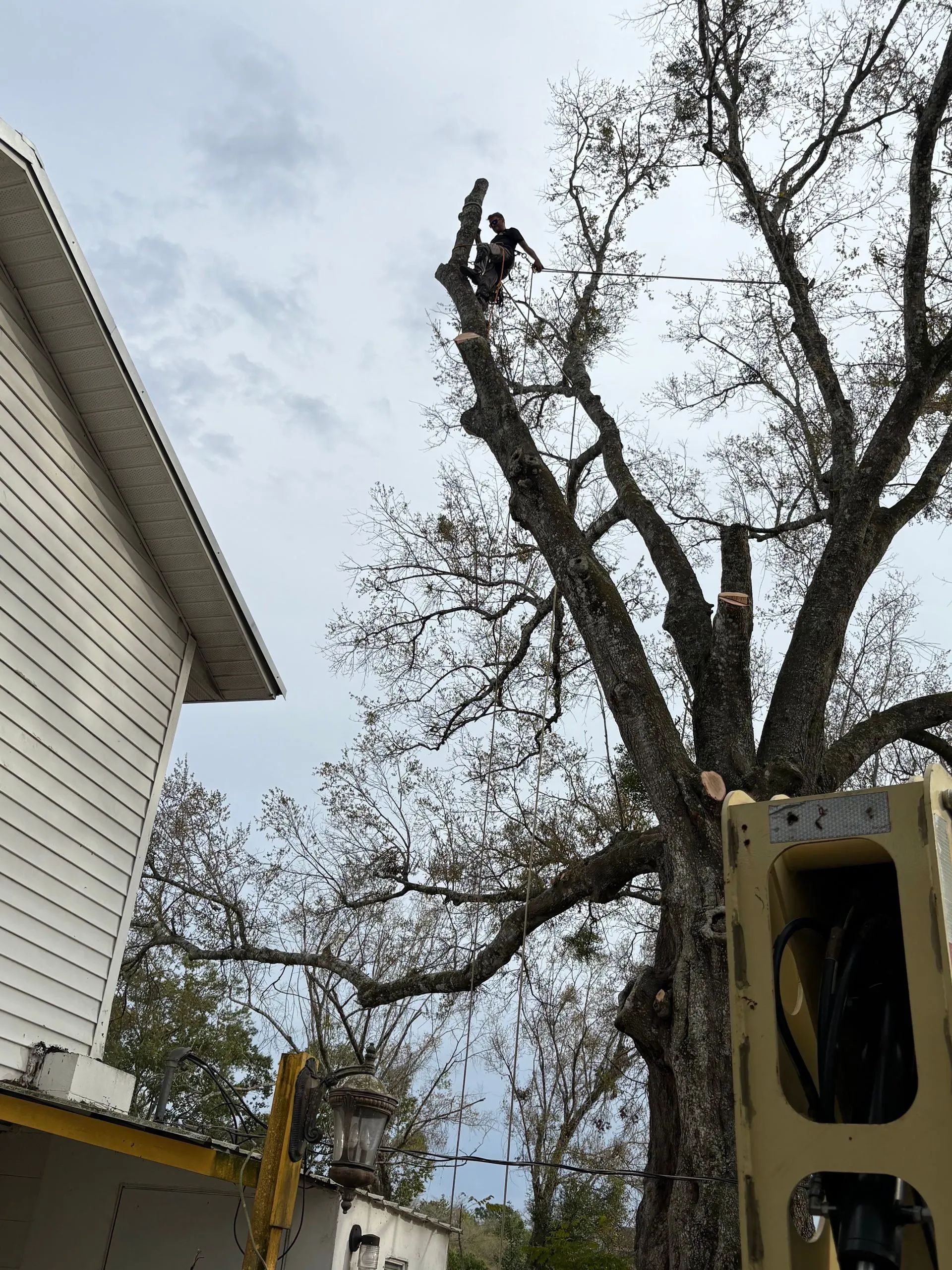 Tree trimming equipment beside a house, with a worker pruning a tall tree trunk.