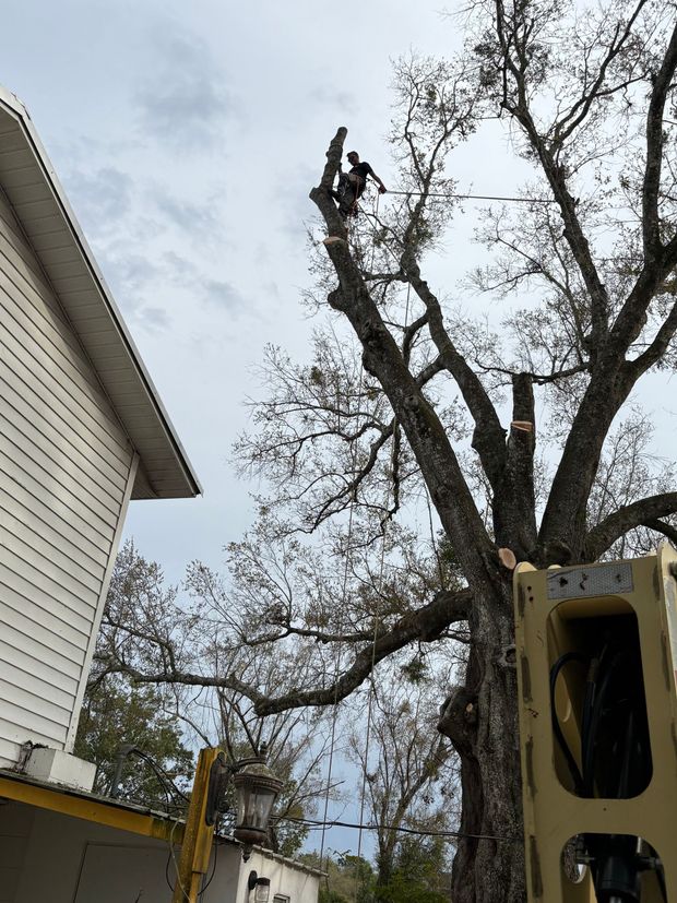 Worker in a lift trimming tall tree branches beside a house on a cloudy day
