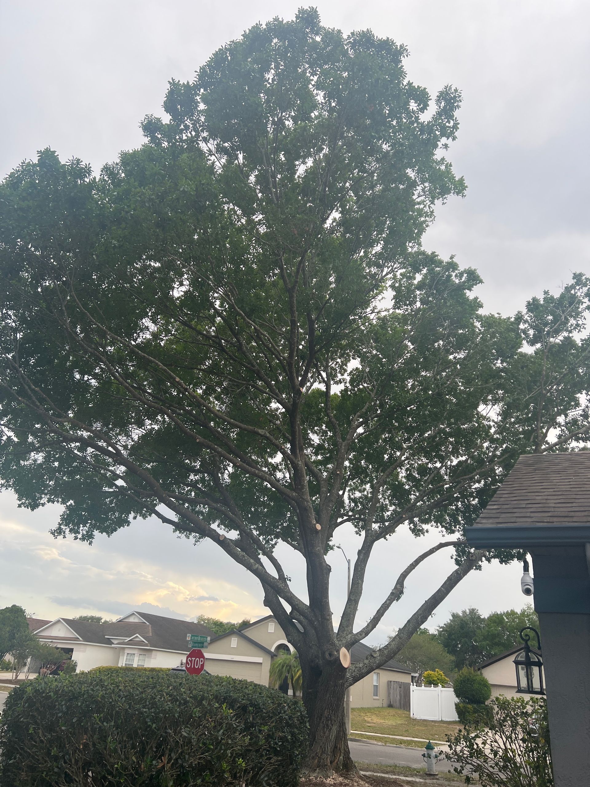 Large tree in a suburban yard beside a house under a cloudy sky