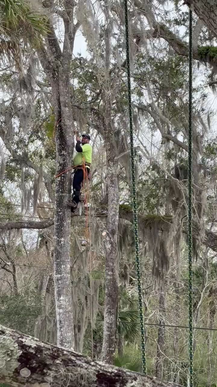 Person in a neon vest climbing a tall tree in a wooded area with Spanish moss.