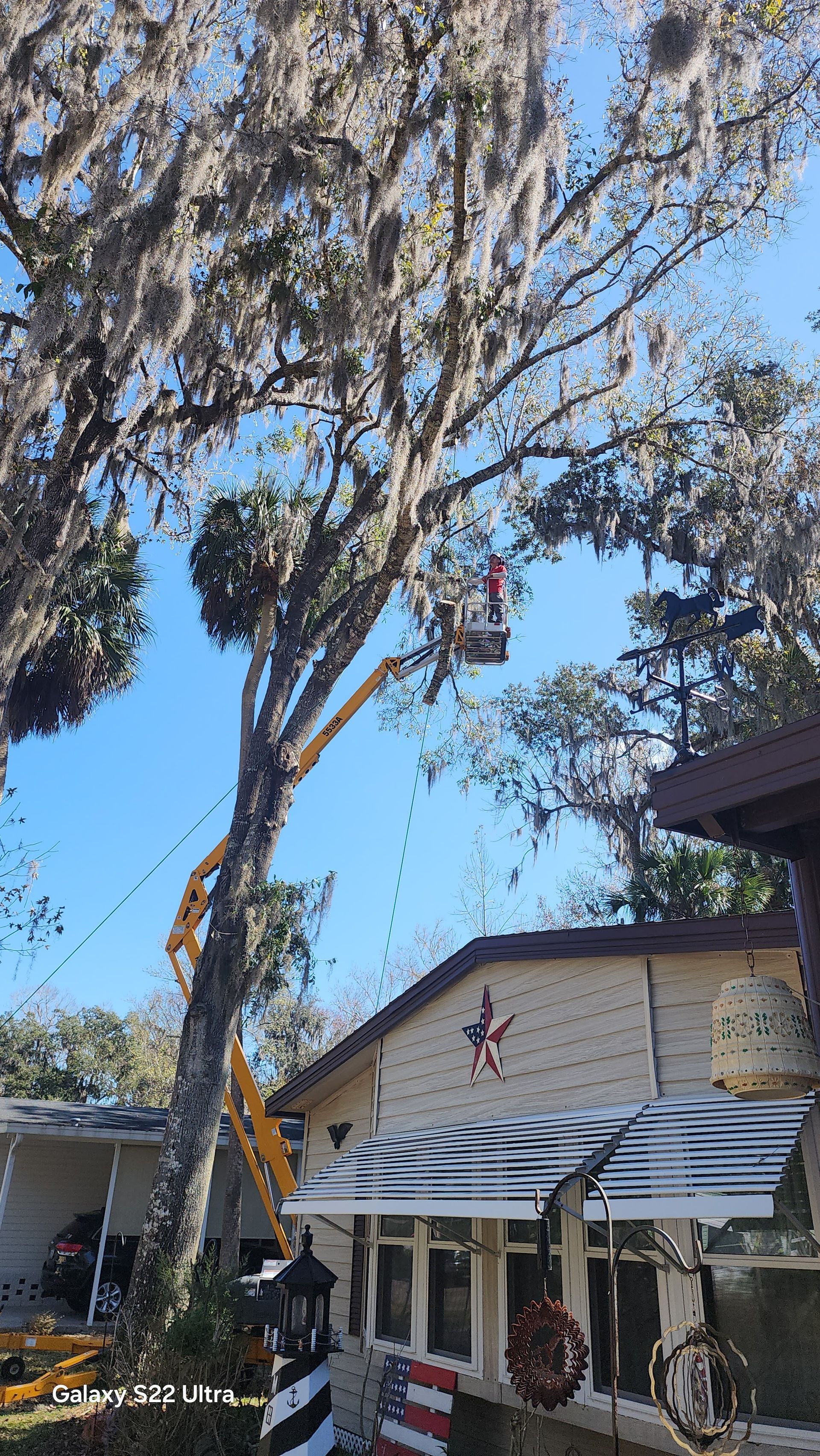 Tall tree over a small white house with striped patio umbrellas under a clear blue sky